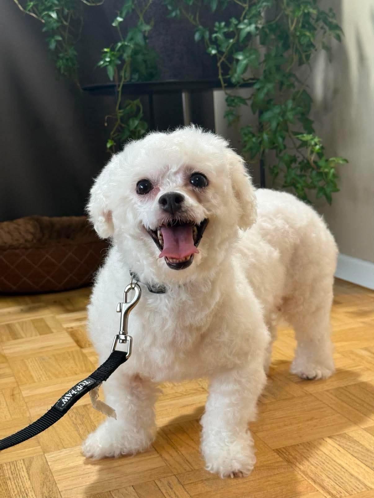 Enlarge Amy Winehouse, a Adoptable Bichon Frise in Hamilton, ON image 4/6