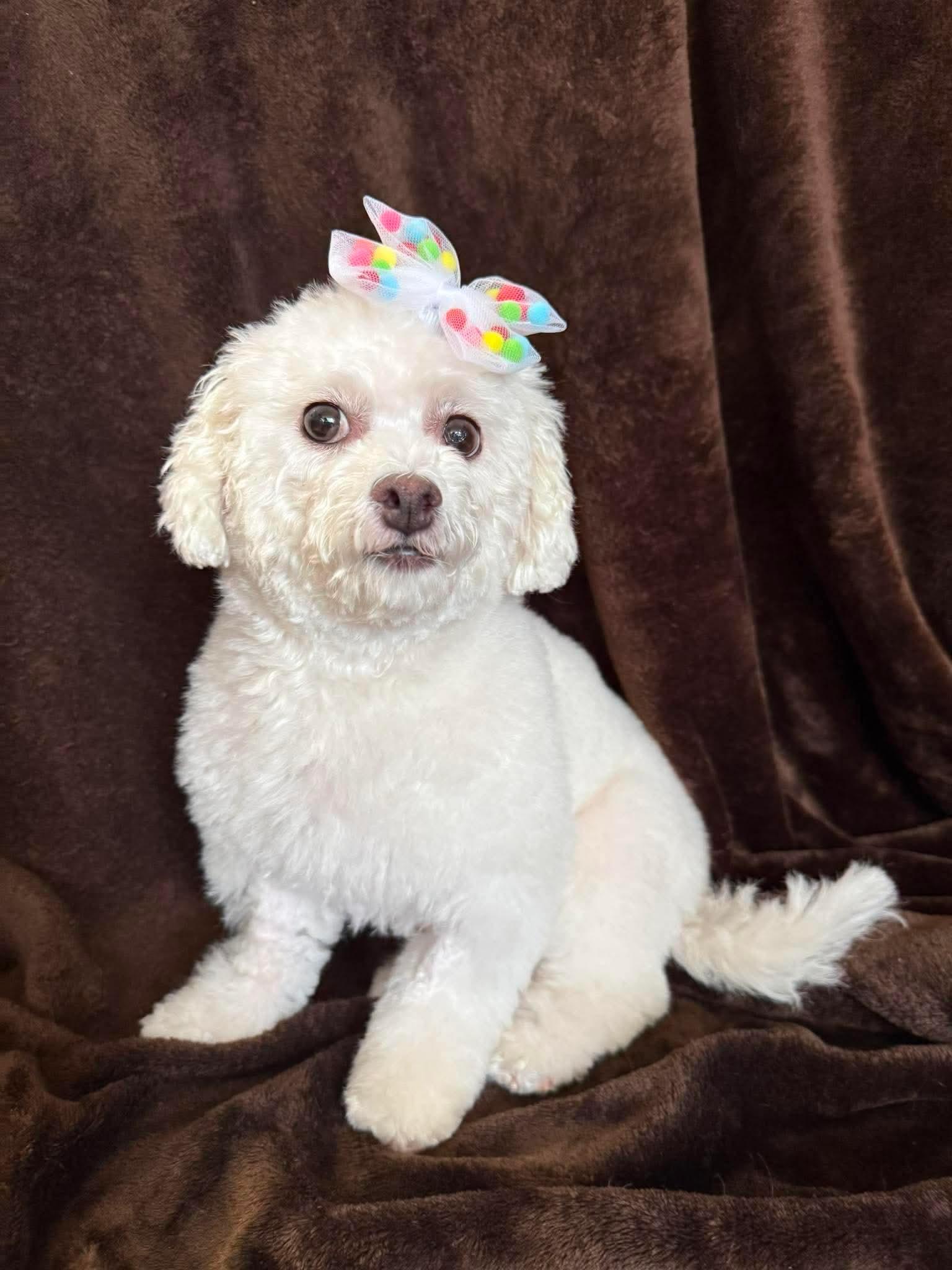 Enlarge Amy Winehouse, a Adoptable Bichon Frise in Hamilton, ON image 6/6