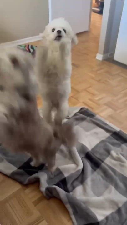 Enlarge Amy Winehouse, a Adoptable Bichon Frise in Hamilton, ON video 2/6