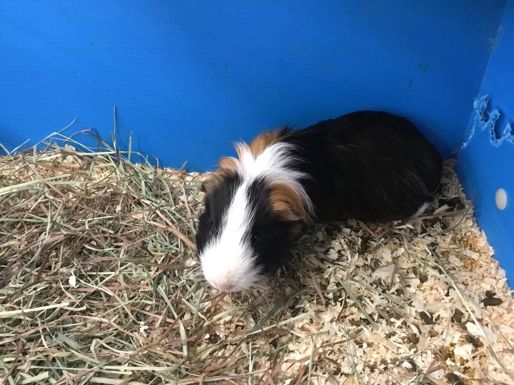 Maxwell, Adoptable, Adult Male Guinea Pig.
