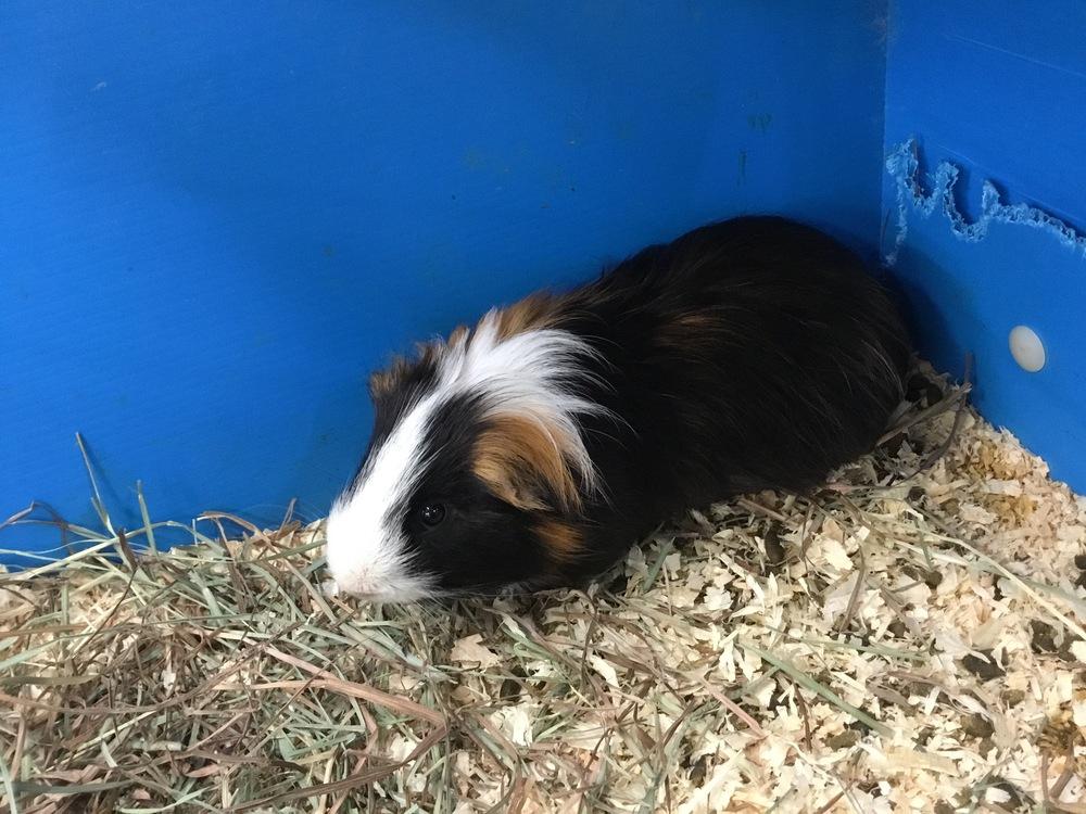 Enlarge Maxwell, a Adoptable Guinea Pig in San Diego, CA image 2/3