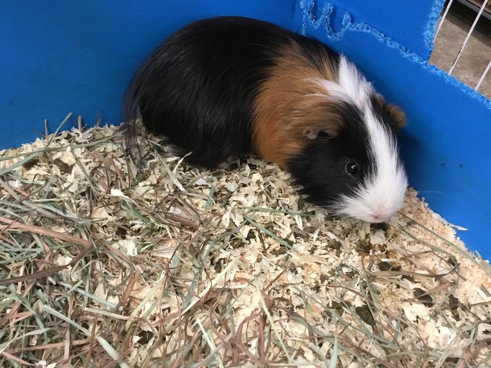 Enlarge Maxwell, a Adoptable Guinea Pig in San Diego, CA image 3/3