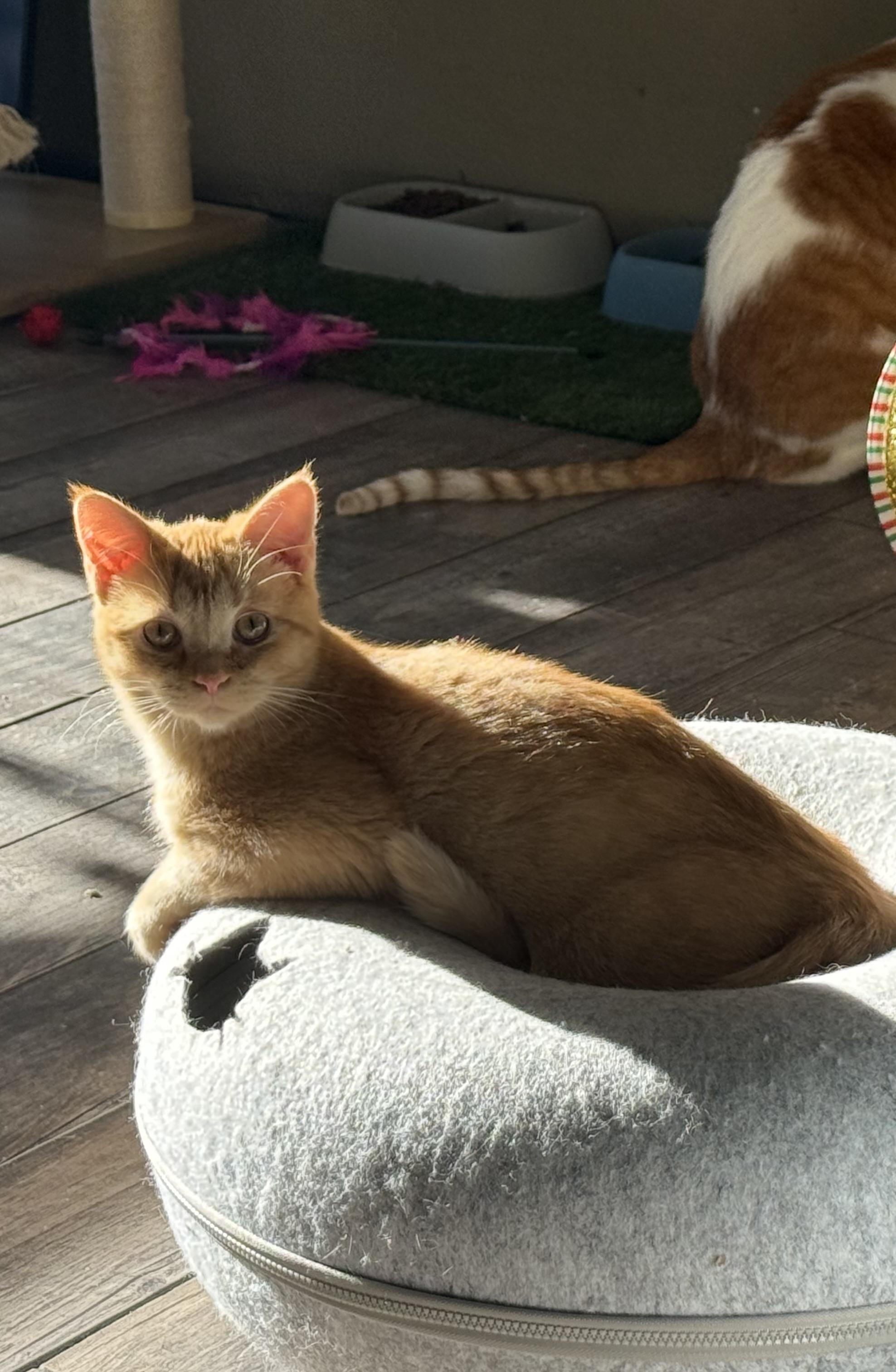 Sammy, Adoptable, Kitten Male Domestic Short Hair.