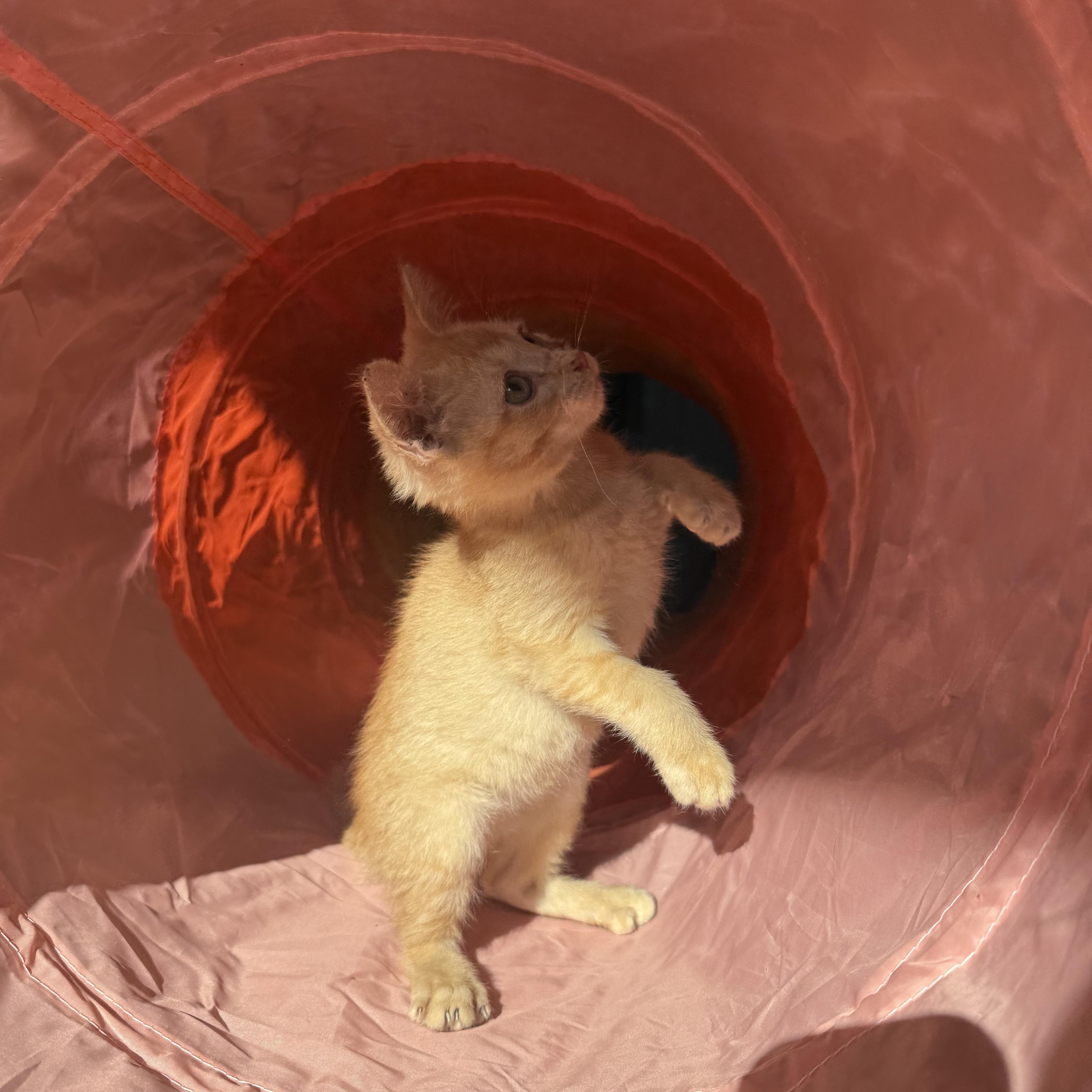 Enlarge Sammy, a Adoptable Domestic Short Hair in Woodville , WI image 4/6