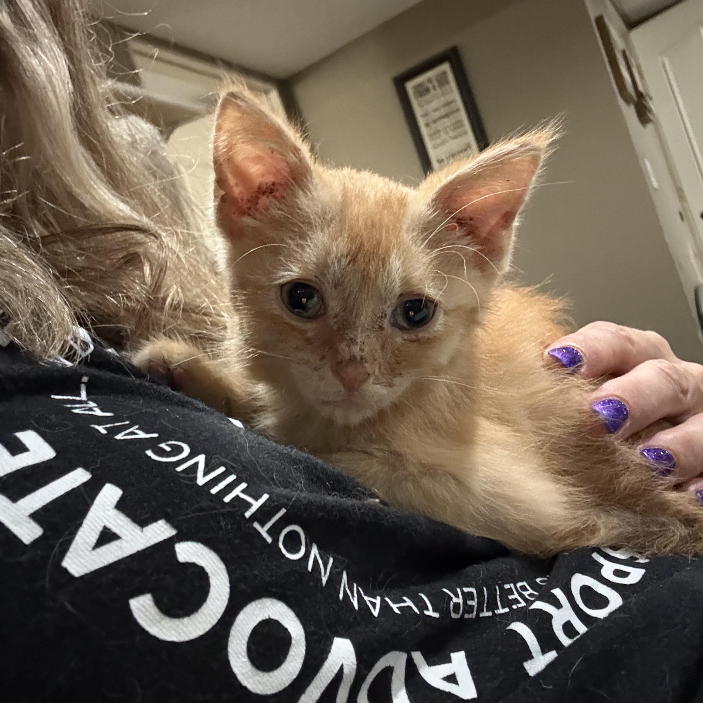 Enlarge Sammy, a Adoptable Domestic Short Hair in Woodville , WI image 2/6