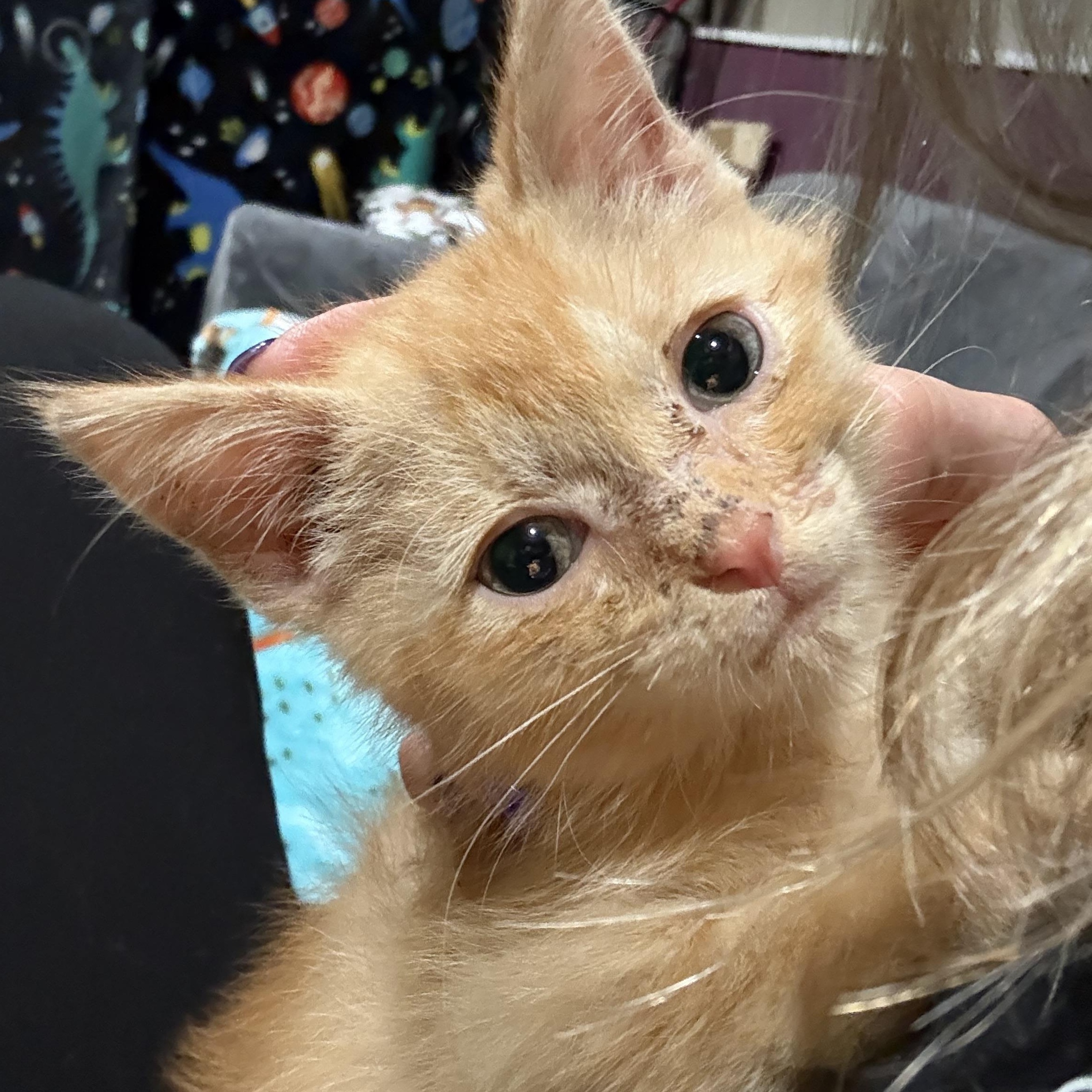 Enlarge Sammy, a Adoptable Domestic Short Hair in Woodville , WI image 5/6