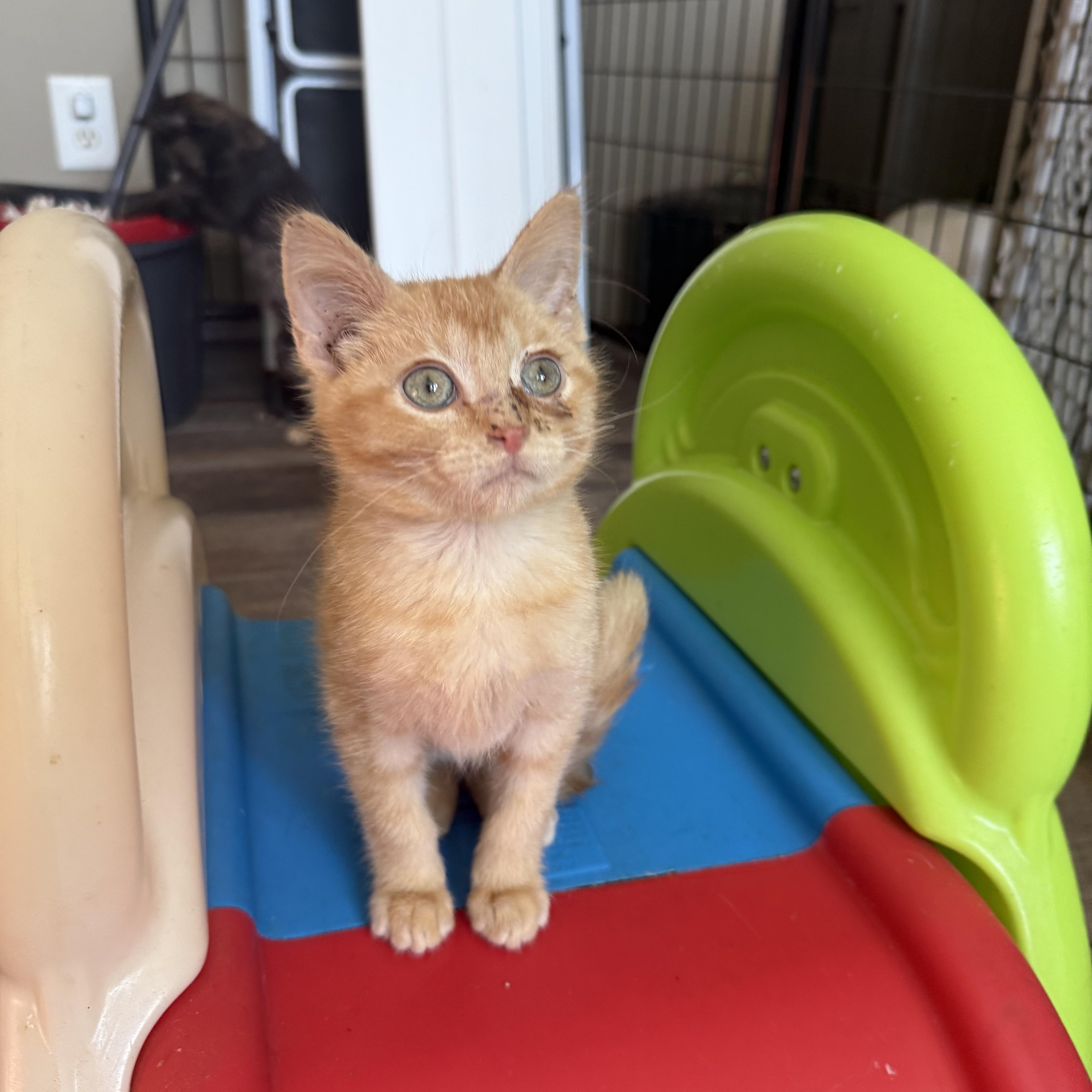 Enlarge Sammy, a Adoptable Domestic Short Hair in Woodville , WI image 6/6