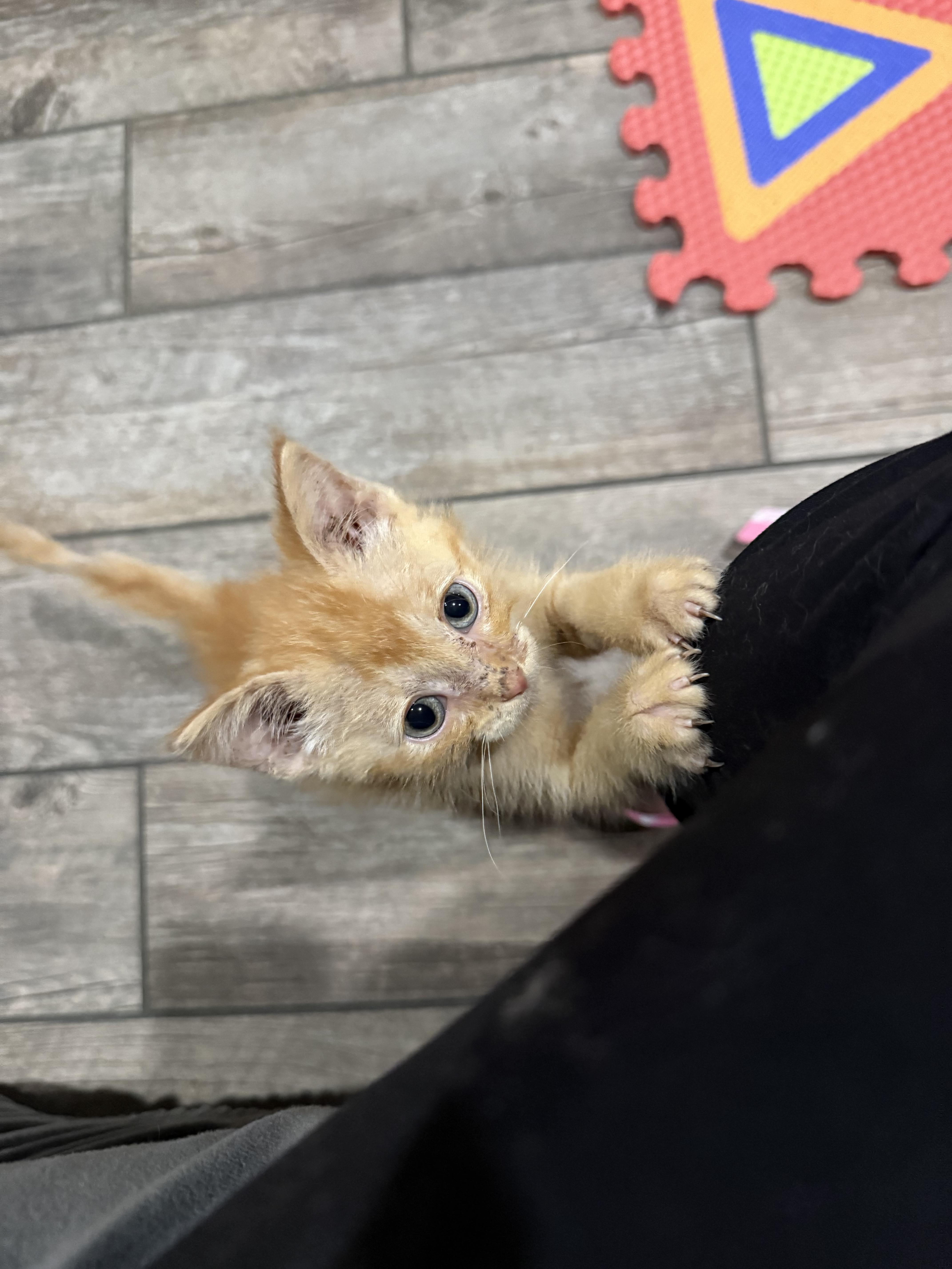 Enlarge Sammy, a Adoptable Domestic Short Hair in Woodville , WI image 3/6