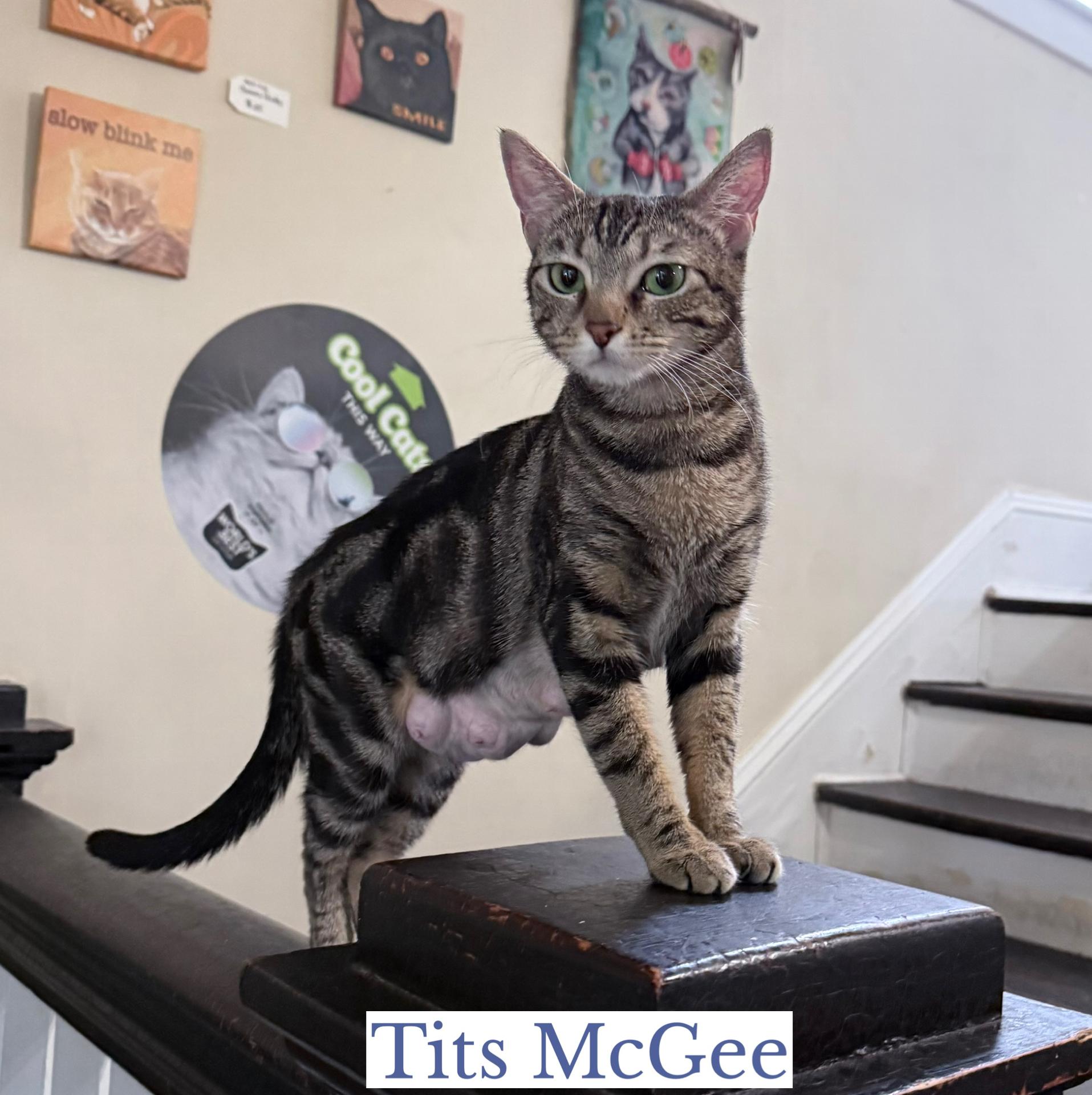 Tits McGee, a ADOPTABLE Domestic Short Hair in Berkeley Springs, WV image 2/5