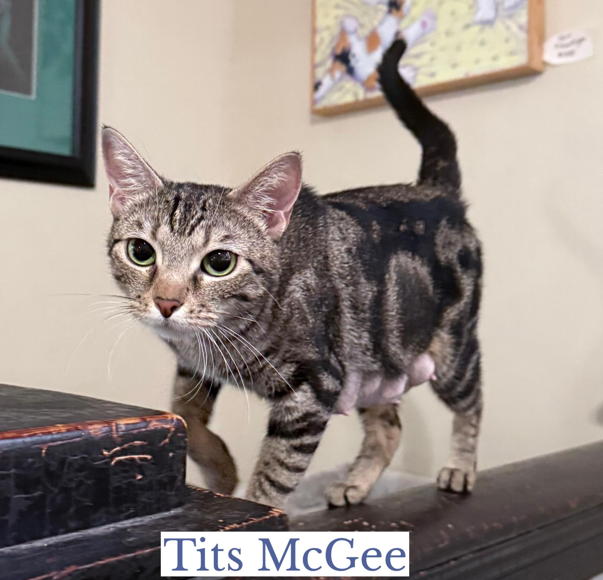 Tits McGee, a ADOPTABLE Domestic Short Hair in Berkeley Springs, WV image 3/5