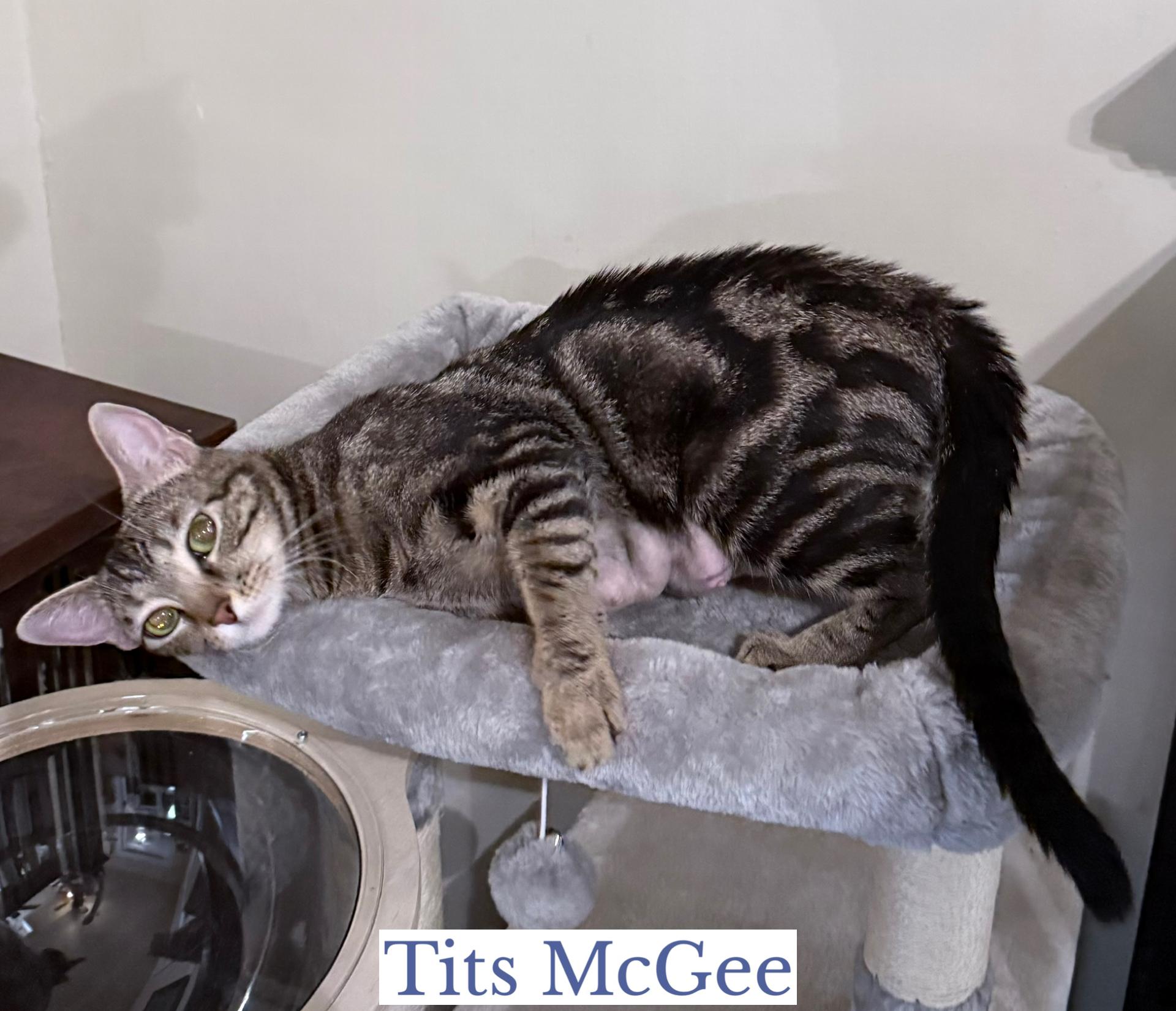 Tits McGee, a ADOPTABLE Domestic Short Hair in Berkeley Springs, WV image 4/5