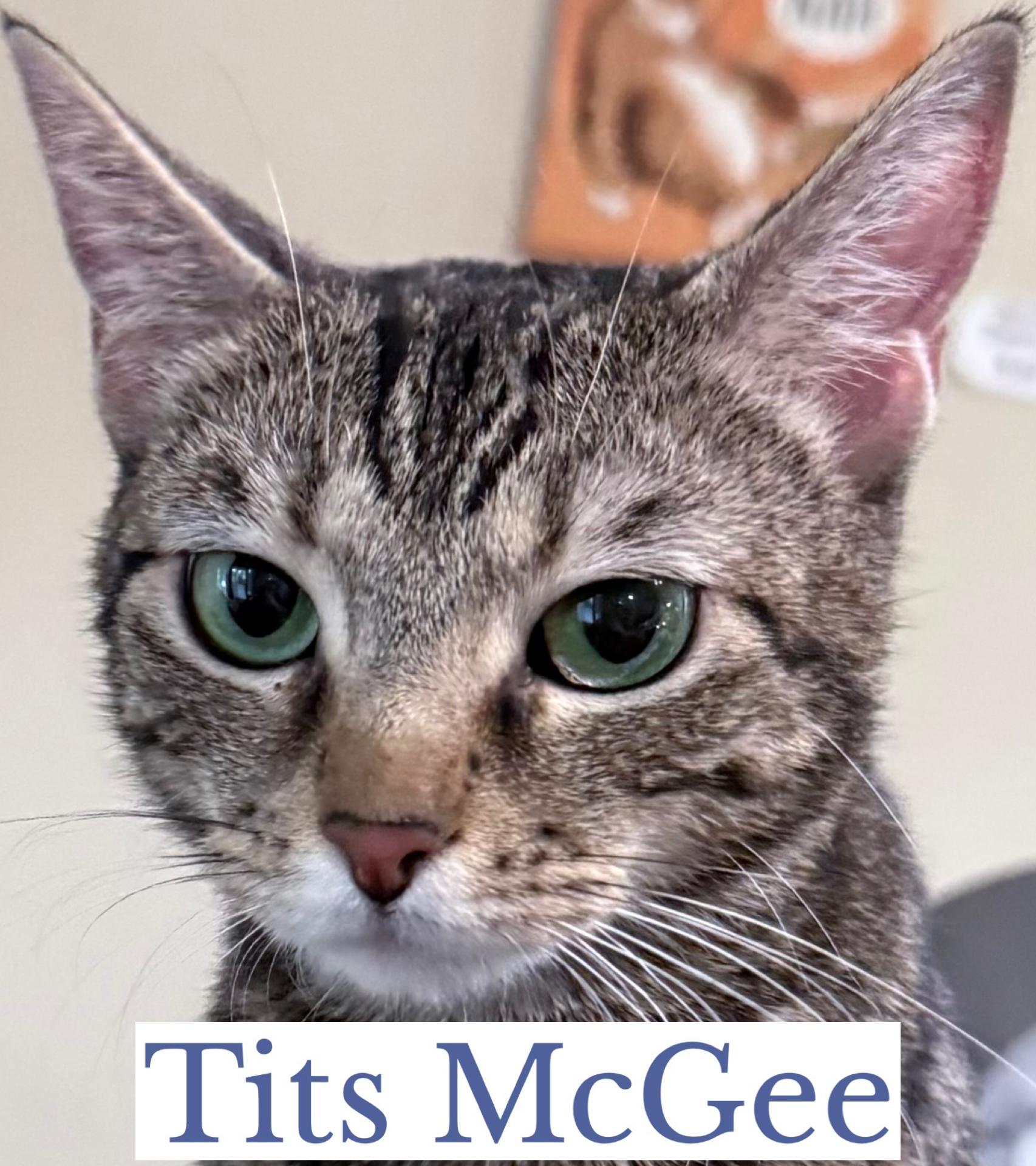 Tits McGee, a ADOPTABLE Domestic Short Hair in Berkeley Springs, WV image 5/5