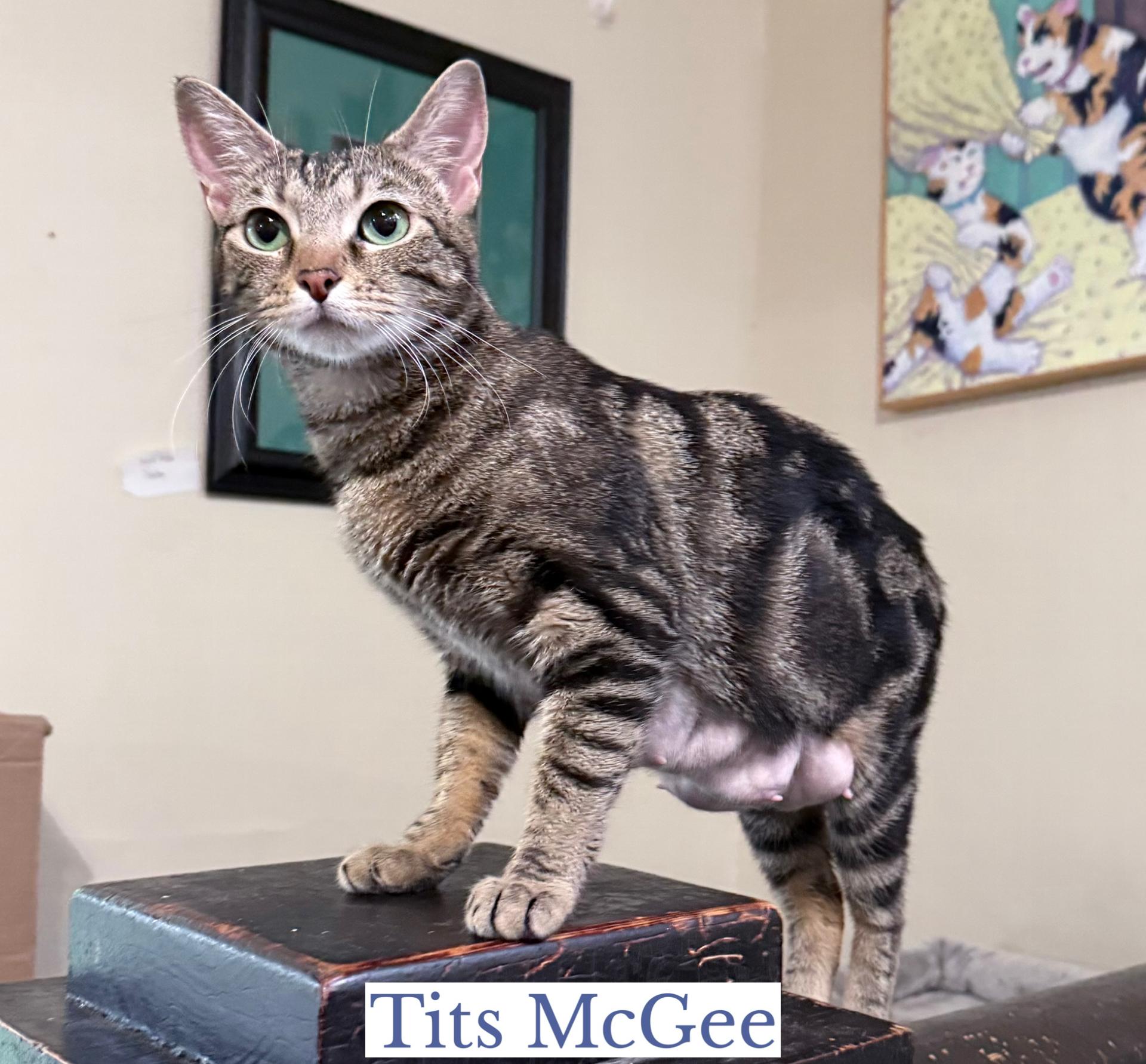 Tits McGee, a ADOPTABLE Domestic Short Hair in Berkeley Springs, WV image 1/5