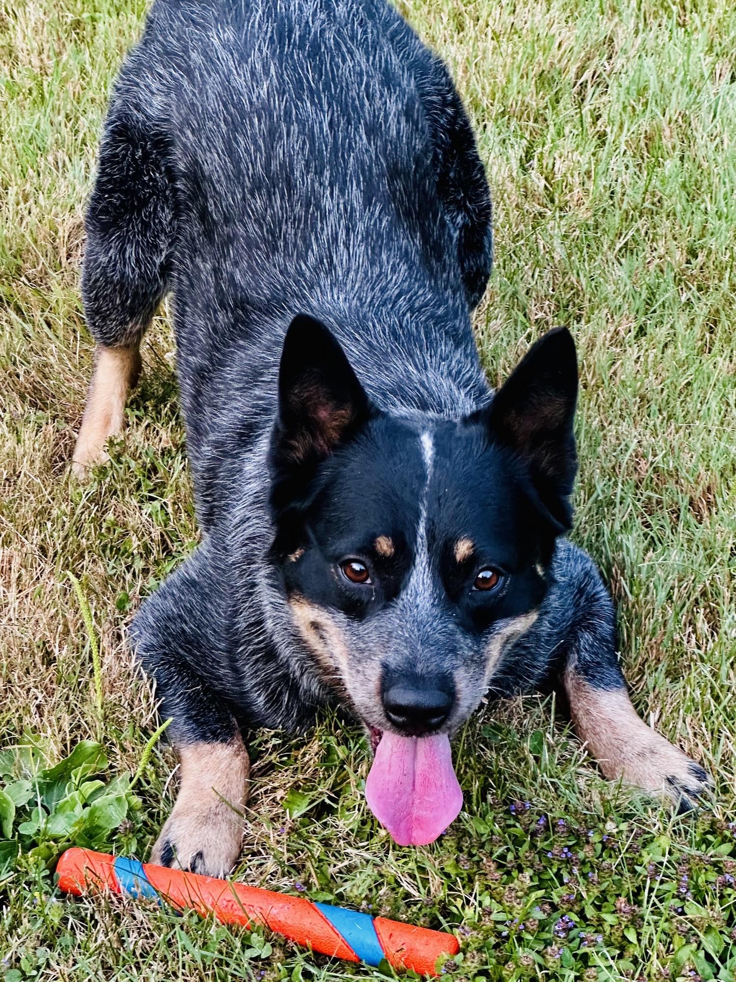 Kansas, an adoptable Australian Cattle Dog / Blue Heeler in Bangor, ME, 04401 | Photo Image 1