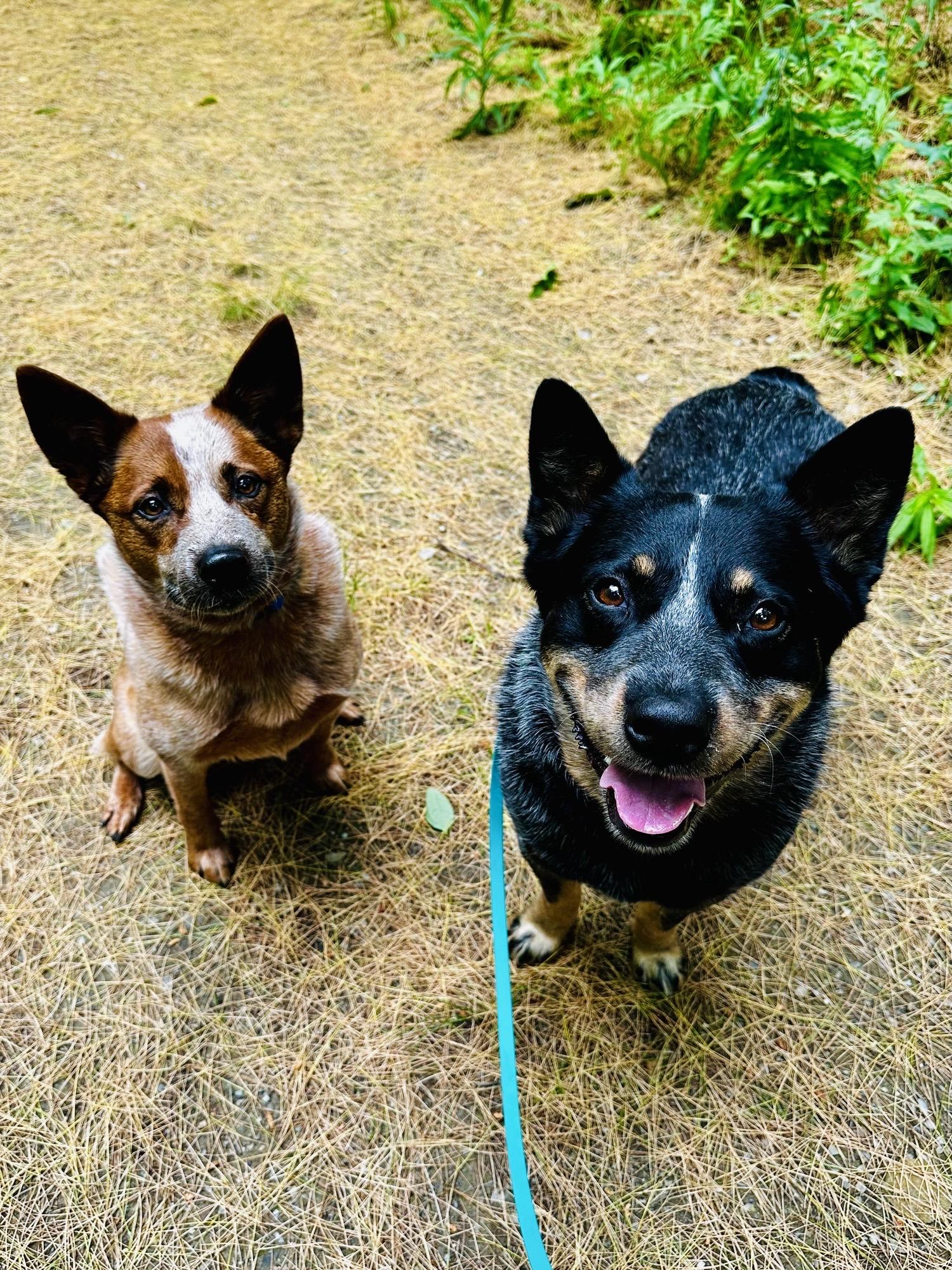 Kansas, an adoptable Australian Cattle Dog / Blue Heeler in Bangor, ME, 04401 | Photo Image 3