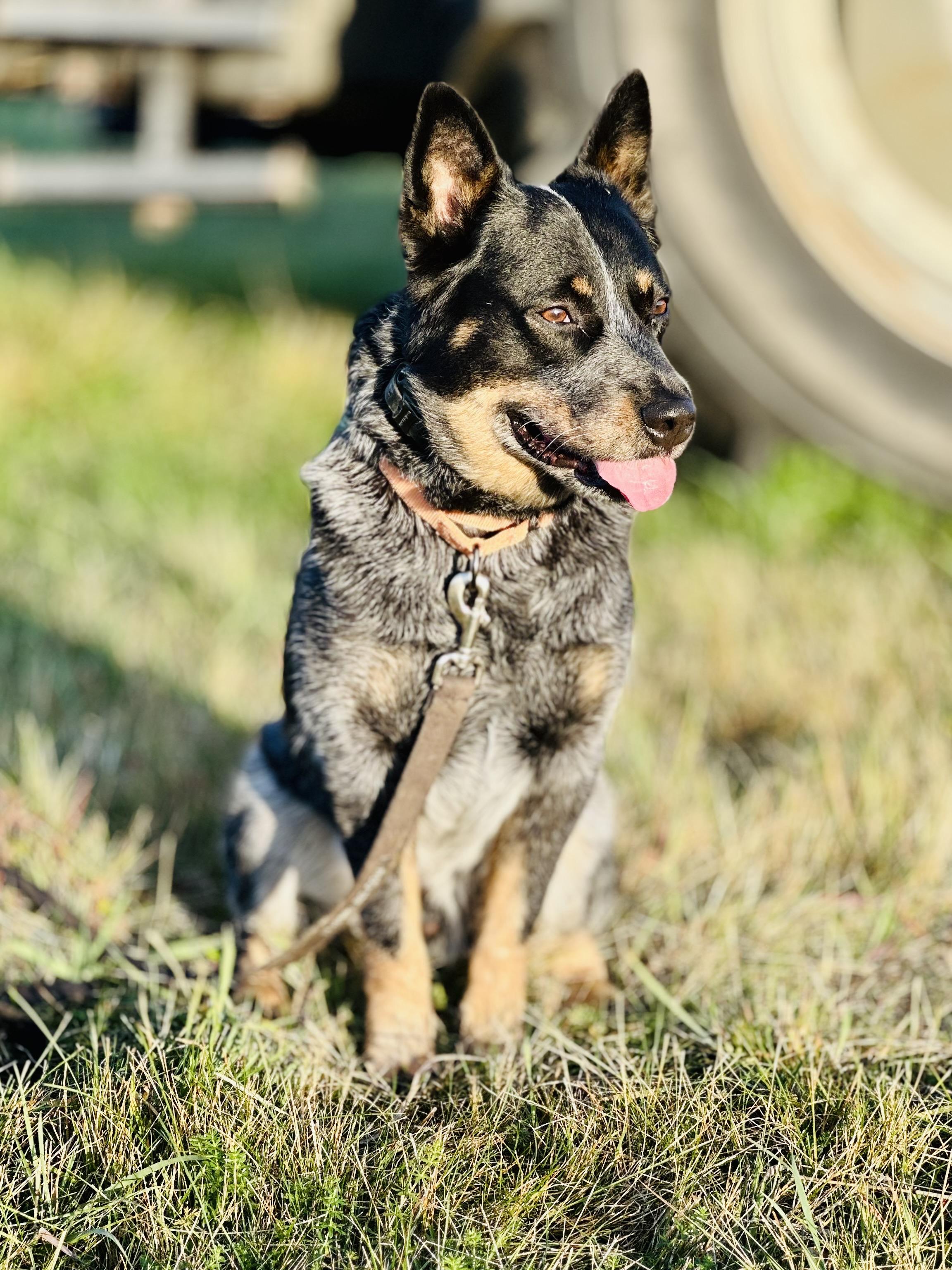 Kansas, an adoptable Australian Cattle Dog / Blue Heeler in Bangor, ME, 04401 | Photo Image 2