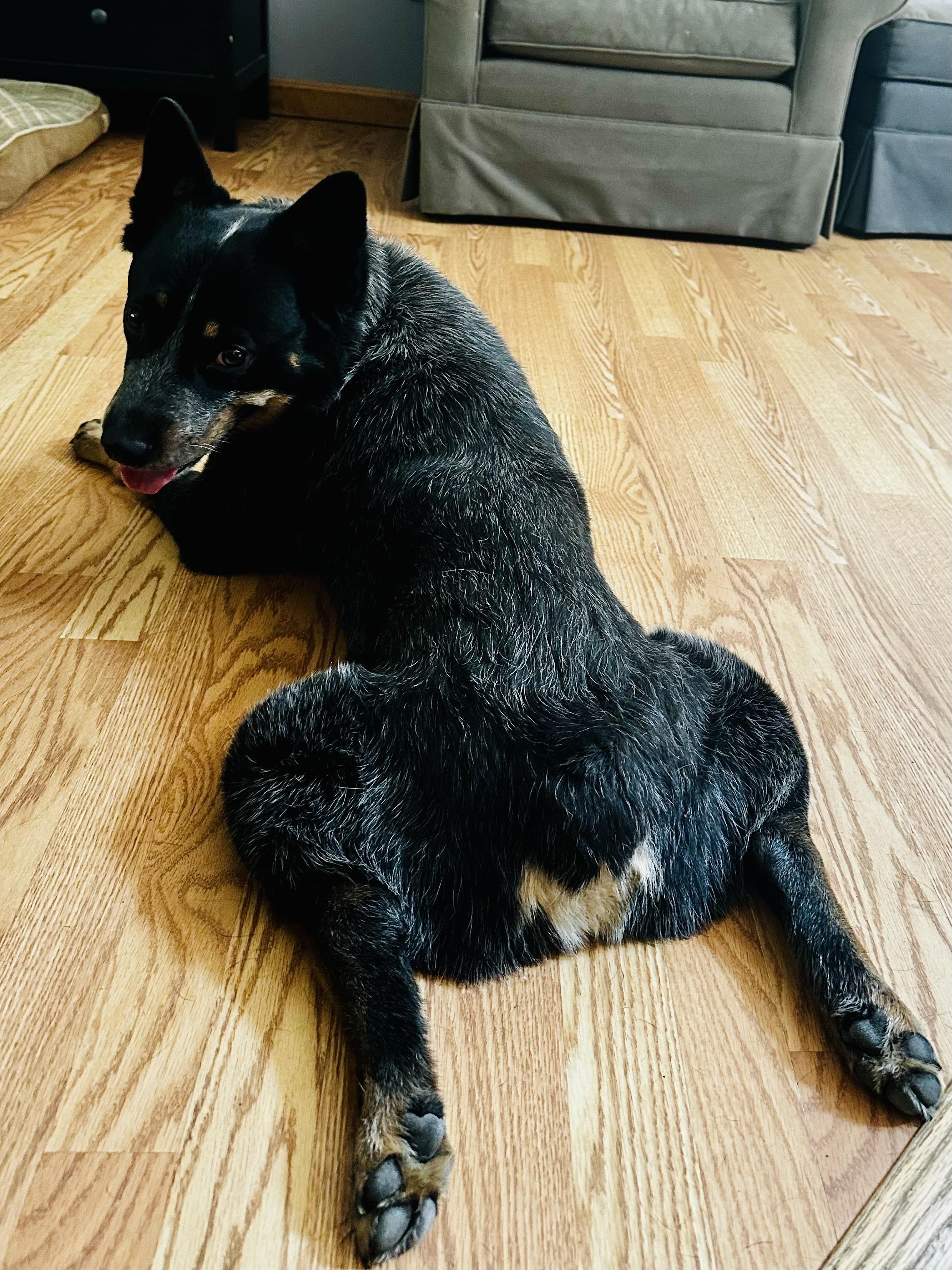 Kansas, an adoptable Australian Cattle Dog / Blue Heeler in Bangor, ME, 04401 | Photo Image 3