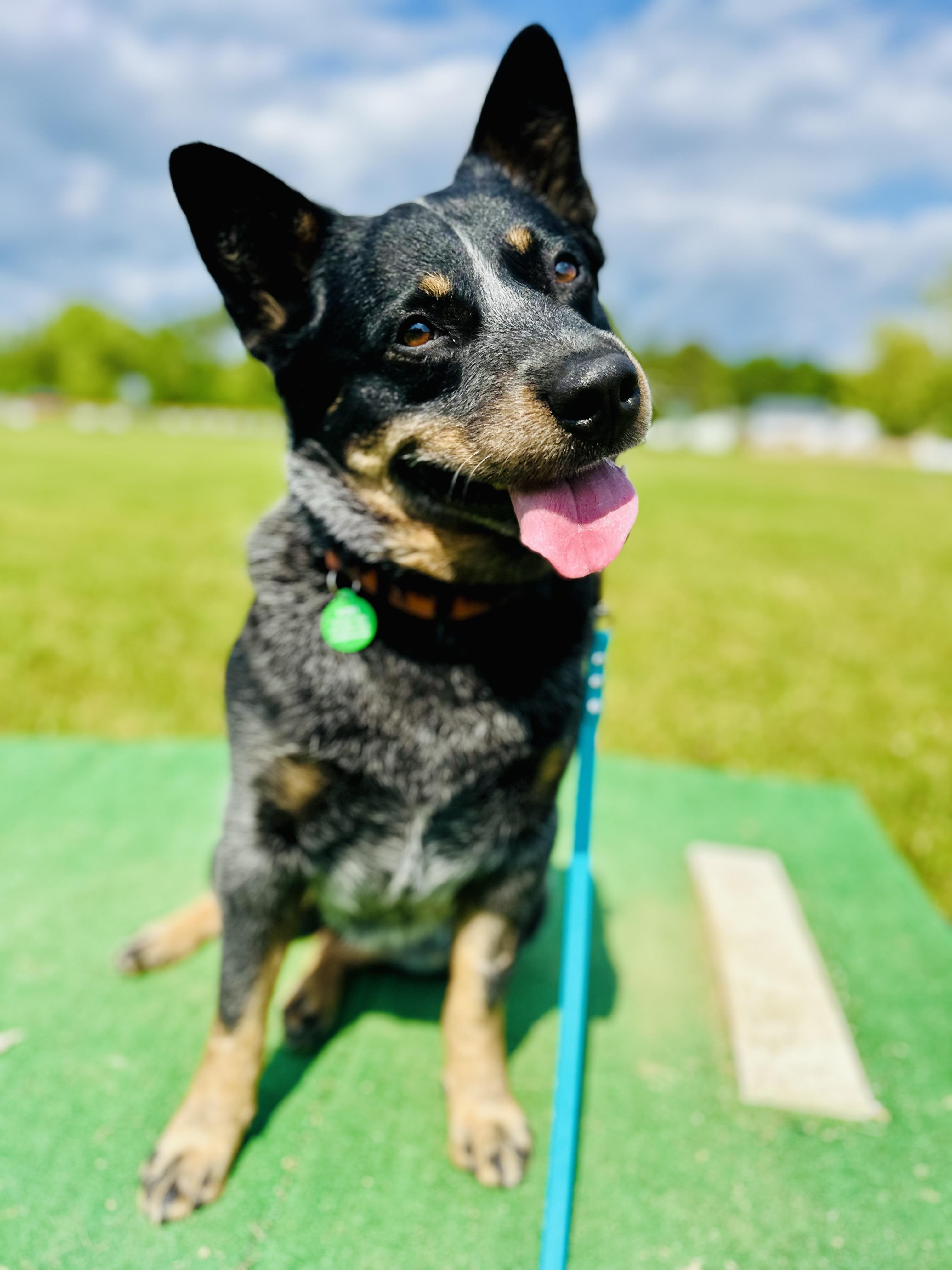 Kansas, an adoptable Australian Cattle Dog / Blue Heeler in Bangor, ME, 04401 | Photo Image 2