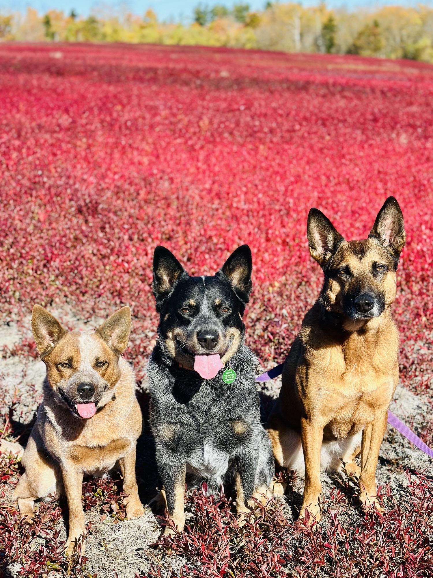 Kansas, an adoptable Australian Cattle Dog / Blue Heeler in Bangor, ME, 04401 | Photo Image 5