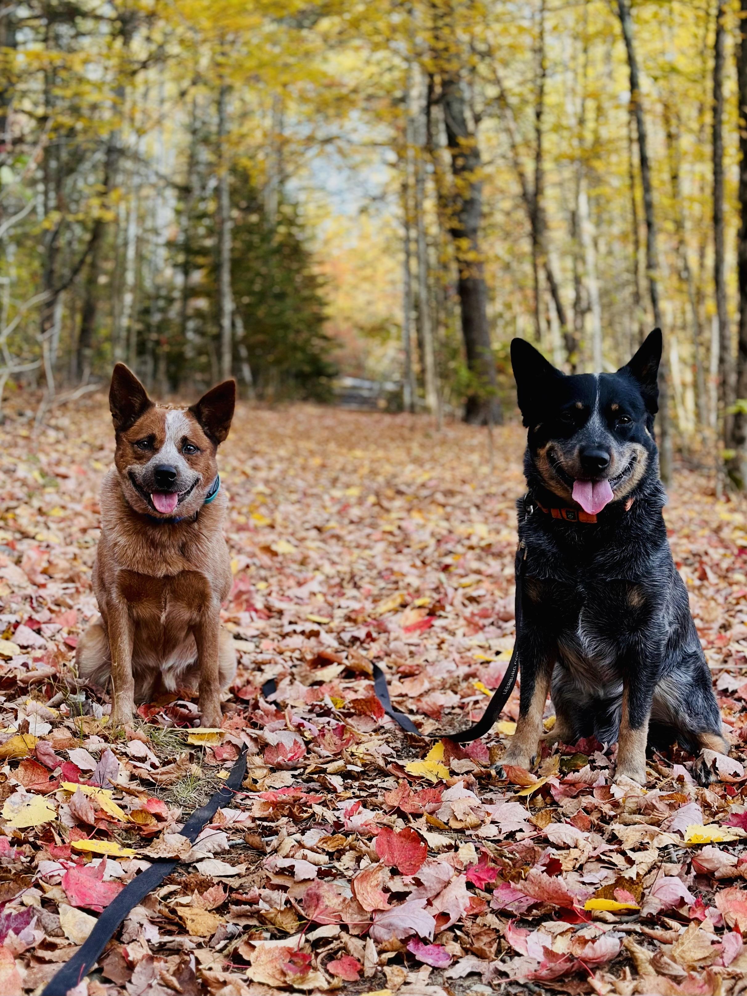 Kansas, an adoptable Australian Cattle Dog / Blue Heeler in Bangor, ME, 04401 | Photo Image 4