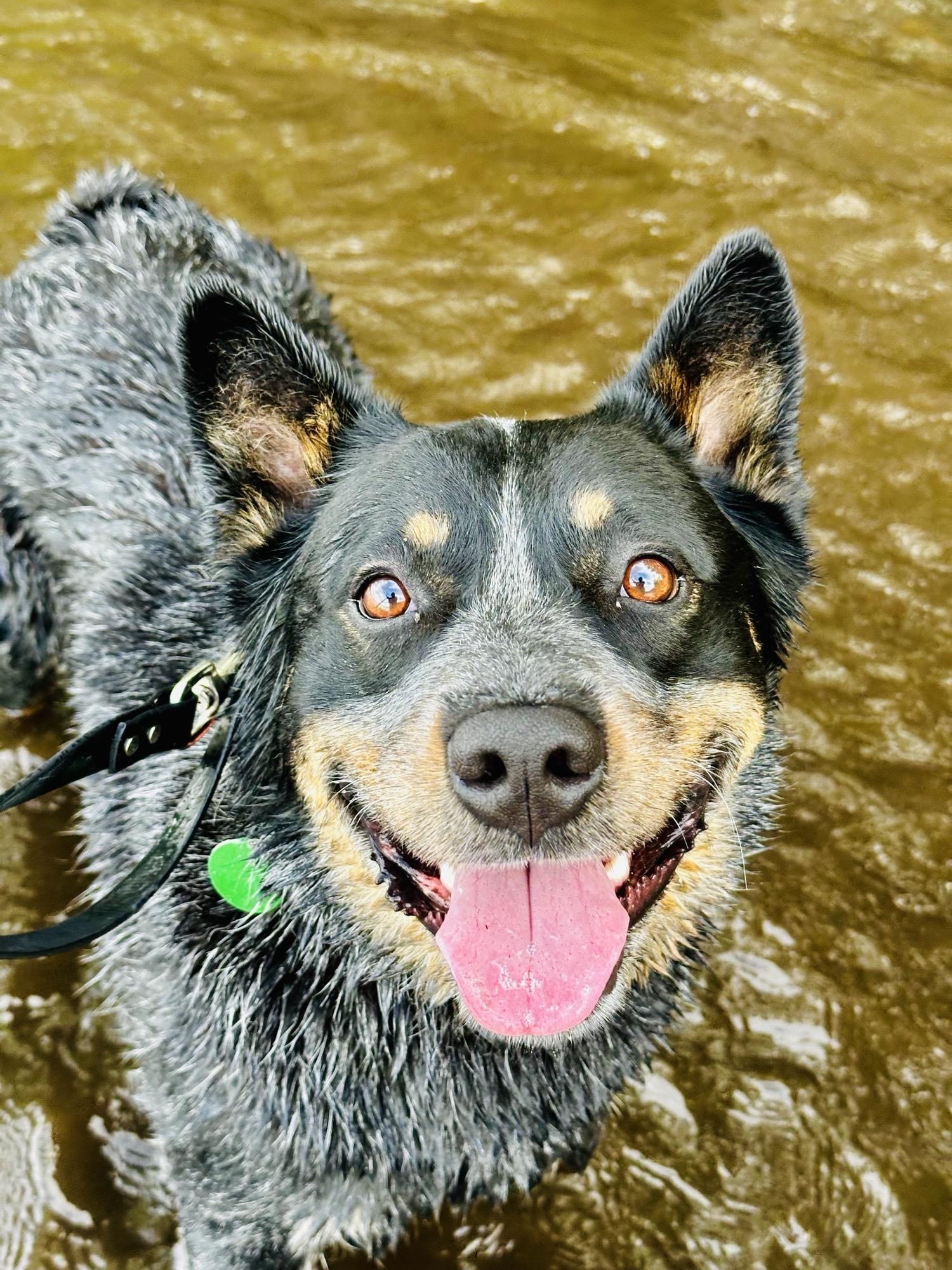 Kansas, an adoptable Australian Cattle Dog / Blue Heeler in Bangor, ME, 04401 | Photo Image 1