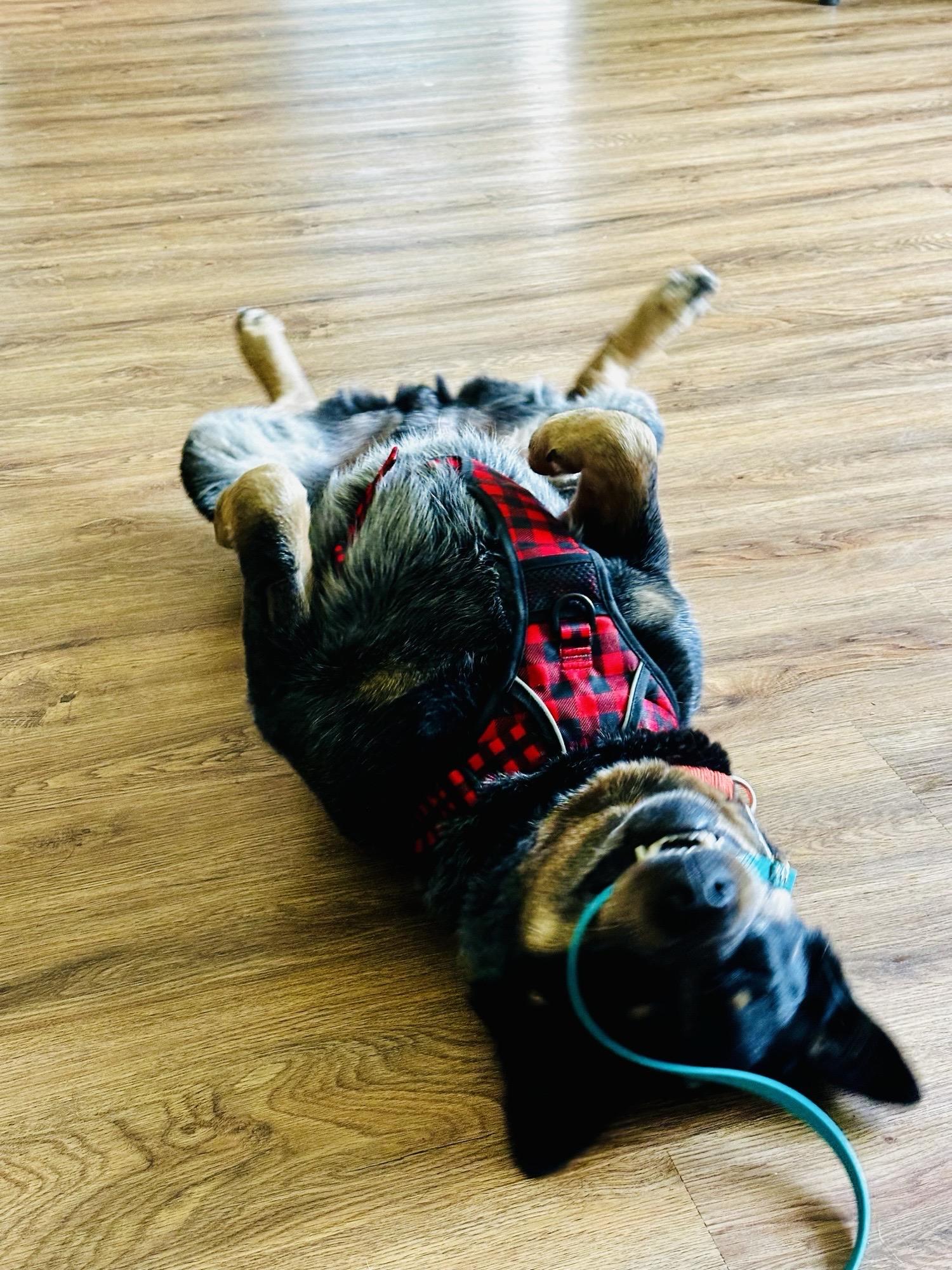 Kansas, an adoptable Australian Cattle Dog / Blue Heeler in Bangor, ME, 04401 | Photo Image 6