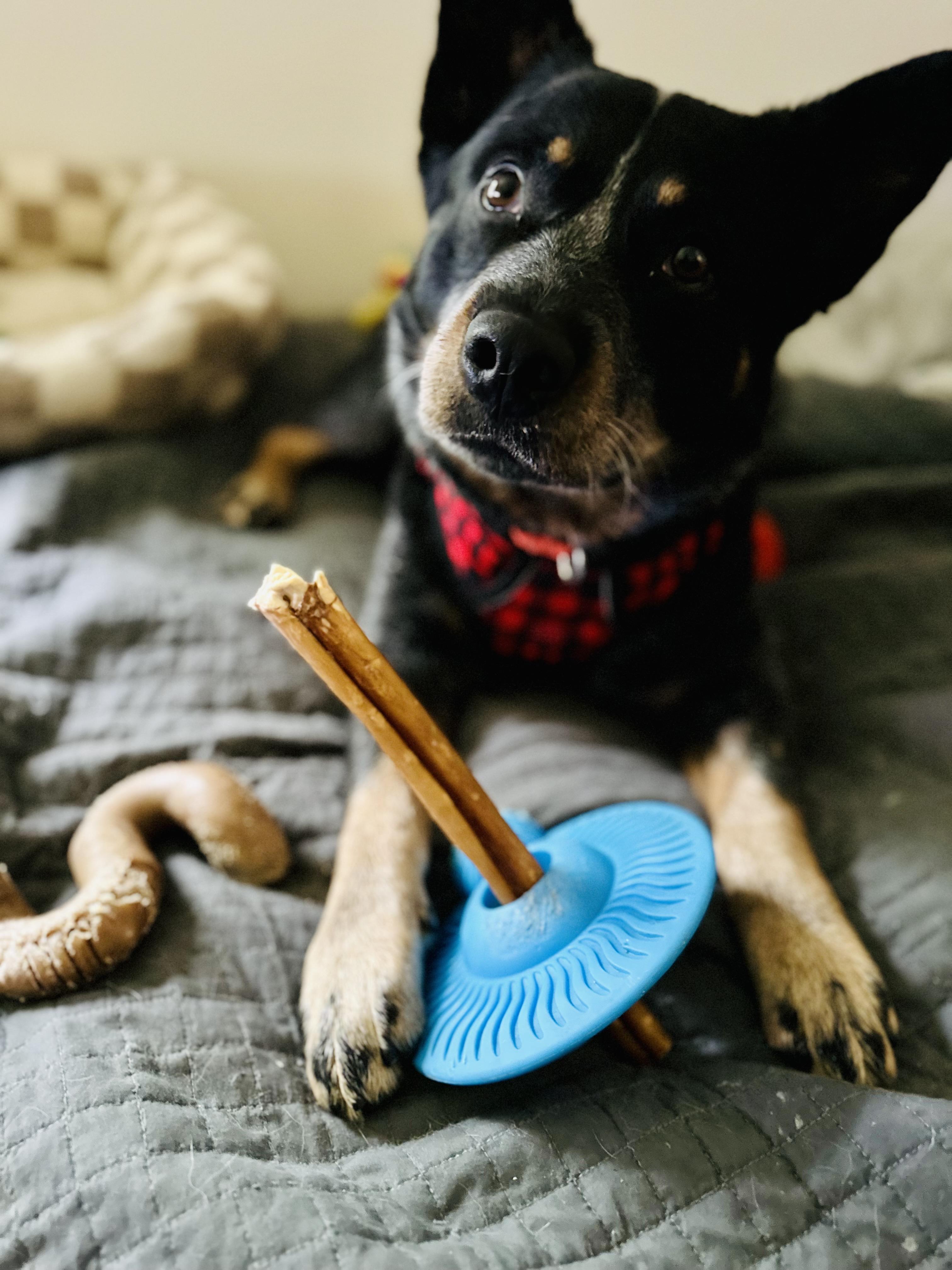 Kansas, an adoptable Australian Cattle Dog / Blue Heeler in Bangor, ME, 04401 | Photo Image 5
