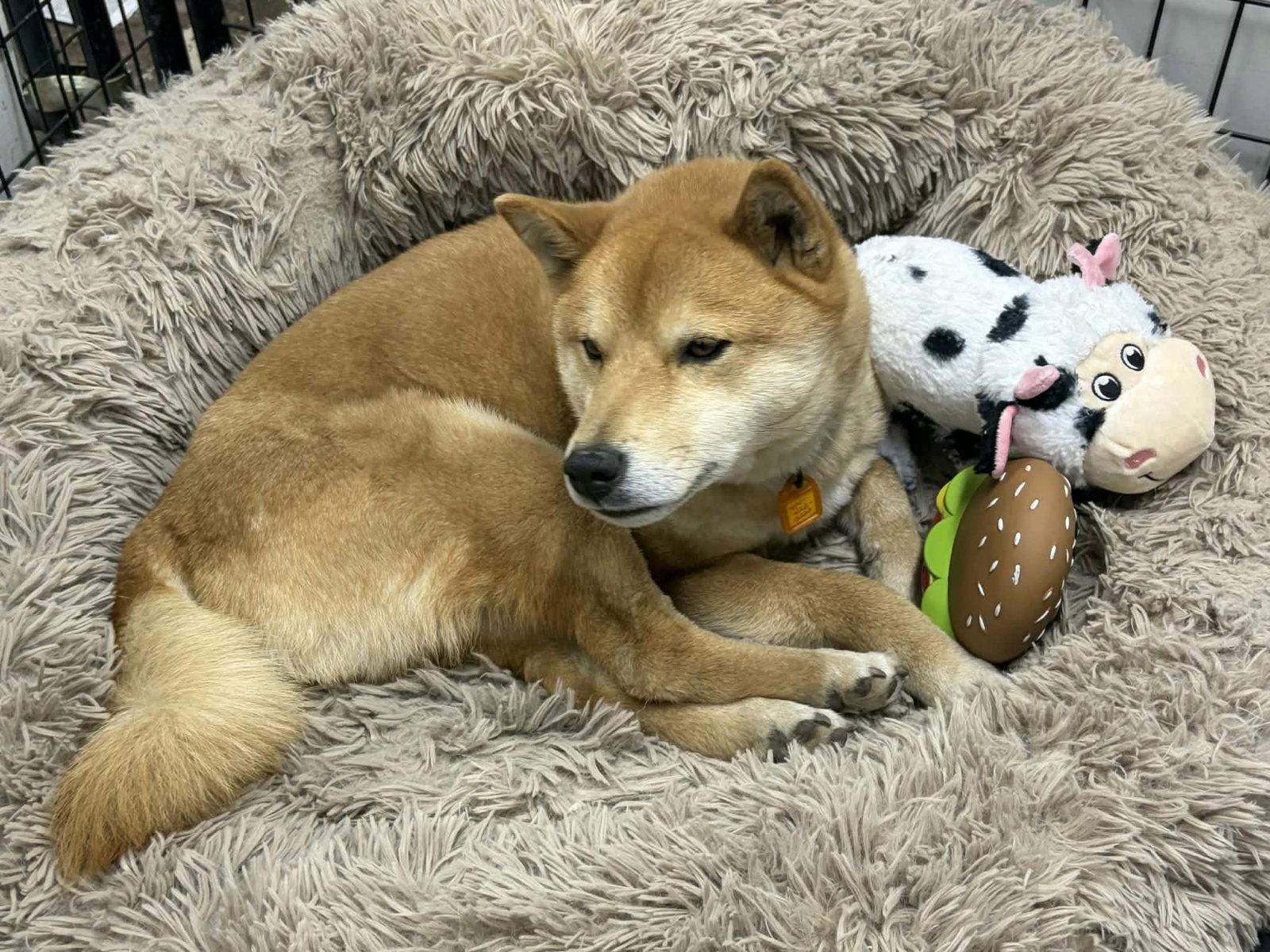 Skor, Adoptable, Adult Male Shiba Inu.