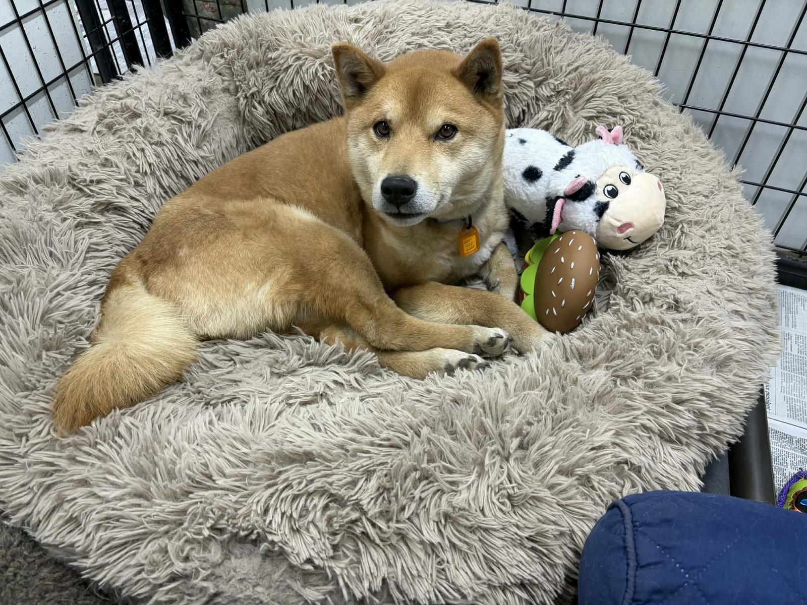 Enlarge Skor, a Adoptable Shiba Inu in Mukwonago, WI image 2/3