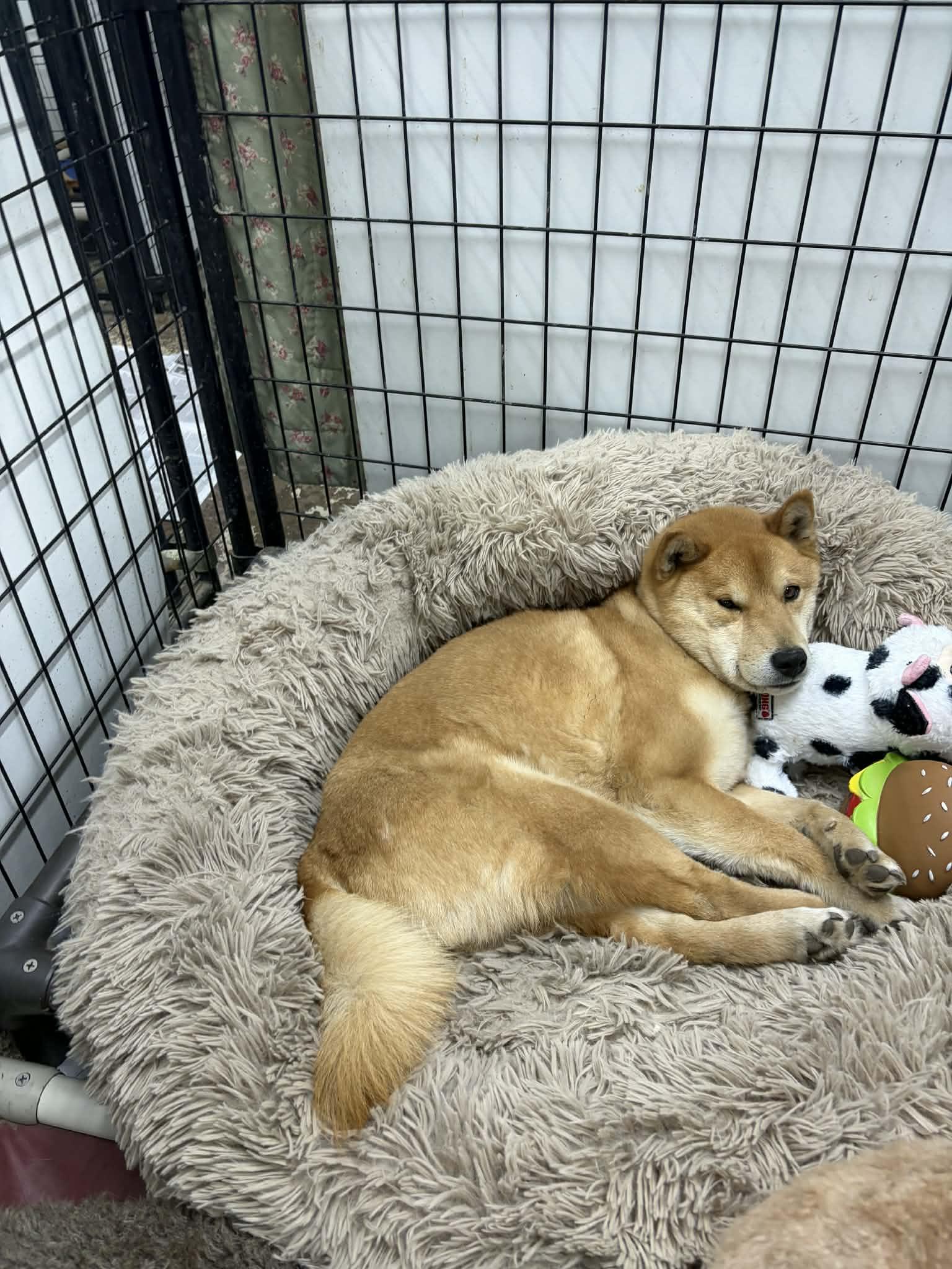 Enlarge Skor, a Adoptable Shiba Inu in Mukwonago, WI image 3/3