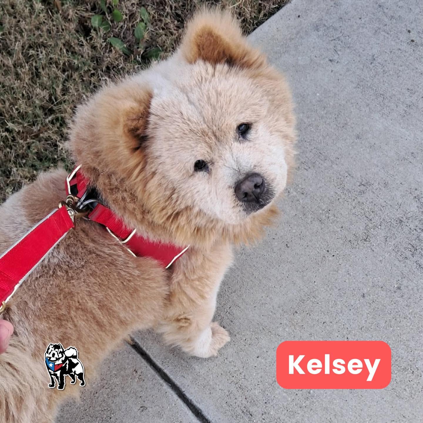 Enlarge Kelsey FKA-Elsa, a Adoptable Chow Chow in Houston, TX image 1/2