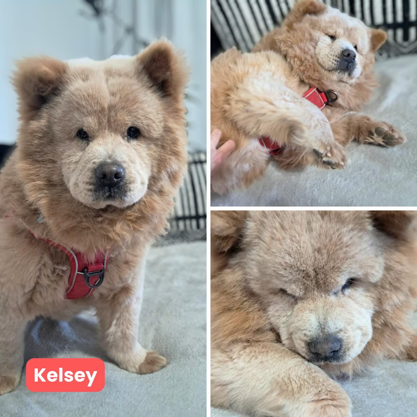 Kelsey Fkaelsa thumbnail 2