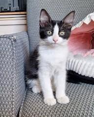 Enlarge Hudson, a ADOPTABLE Domestic Medium Hair in Phoenix, AZ image 2/4