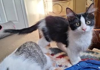 Enlarge Hudson, a ADOPTABLE Domestic Medium Hair in Phoenix, AZ image 4/4