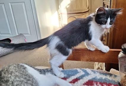 Enlarge Hudson, a ADOPTABLE Domestic Medium Hair in Phoenix, AZ image 3/4