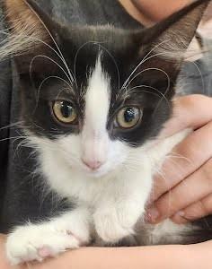 Hudson, ADOPTABLE, Kitten Female Domestic Medium Hair.