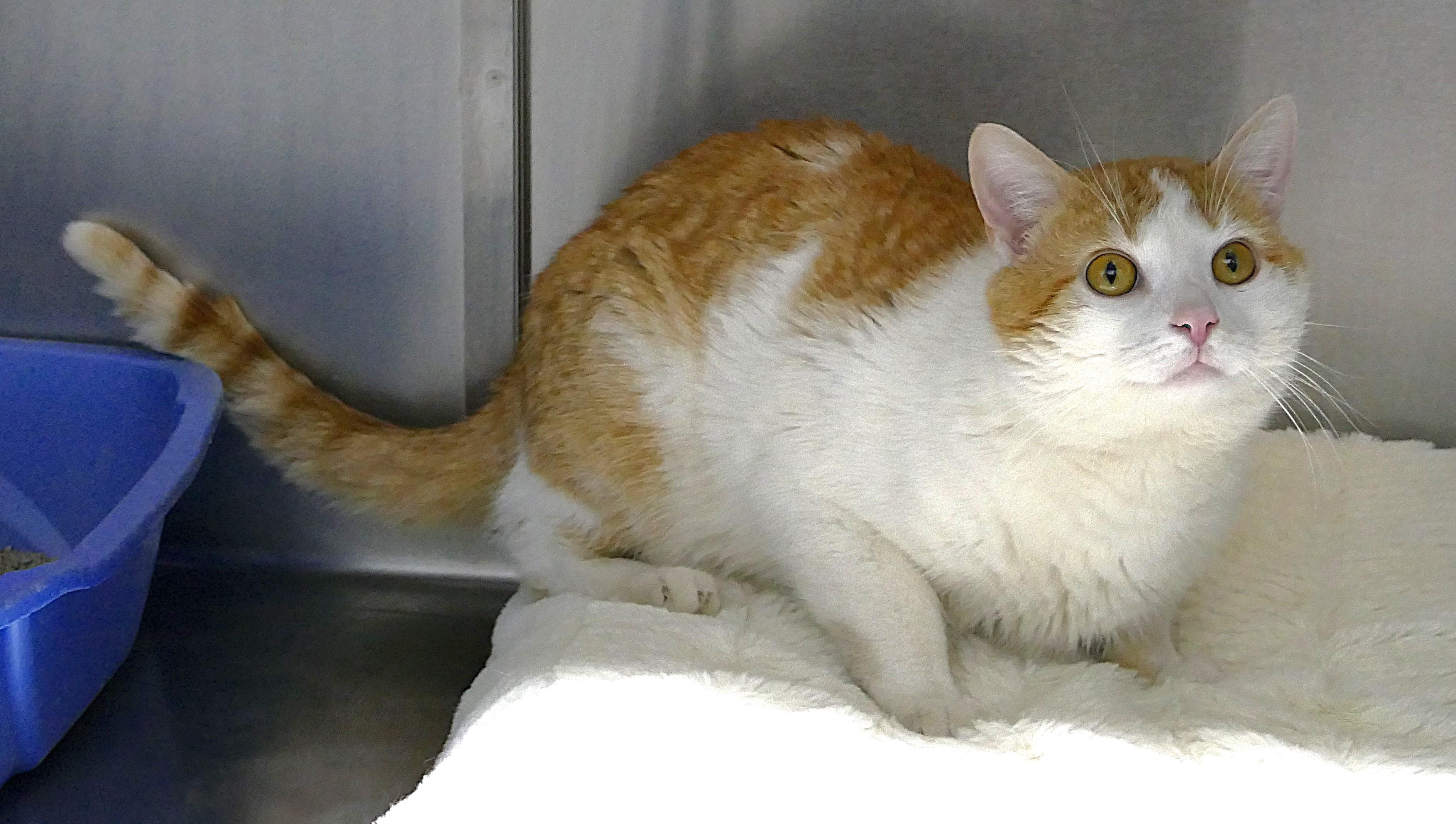 Enlarge HOWIE, a ADOPTABLE mixed breed in Beechbottom, WV image 3/5