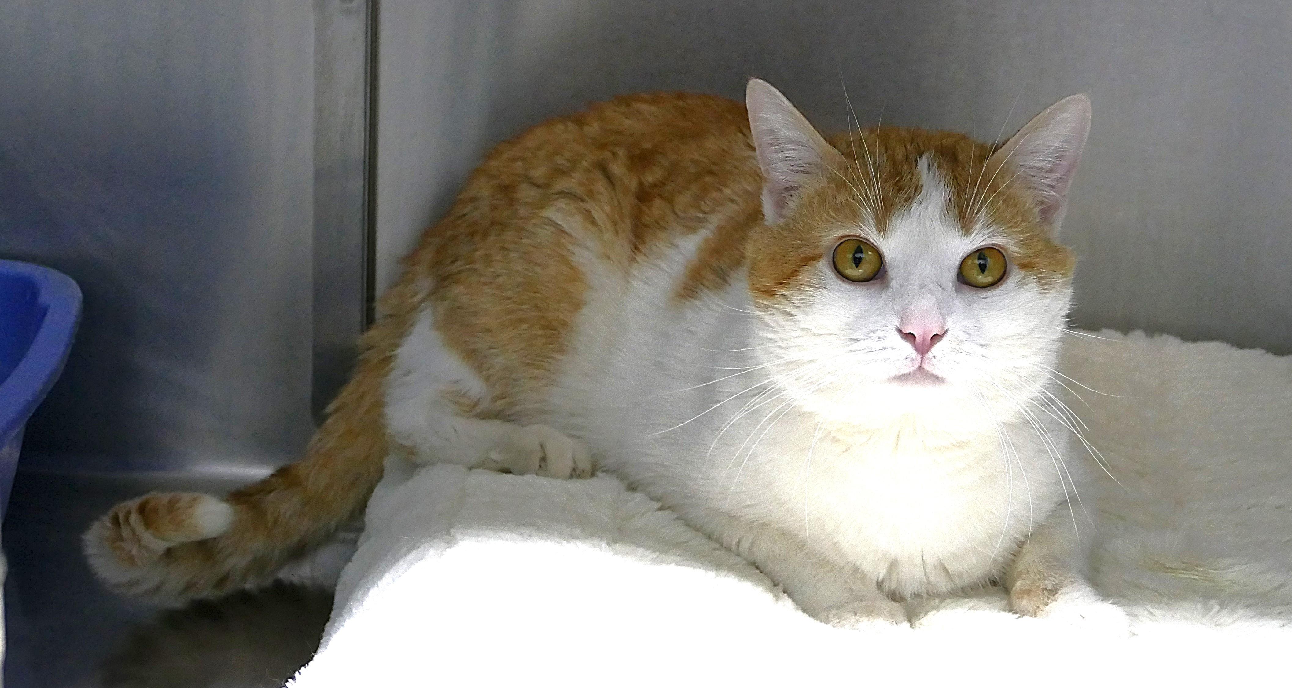 Enlarge HOWIE, a ADOPTABLE mixed breed in Beechbottom, WV image 4/5