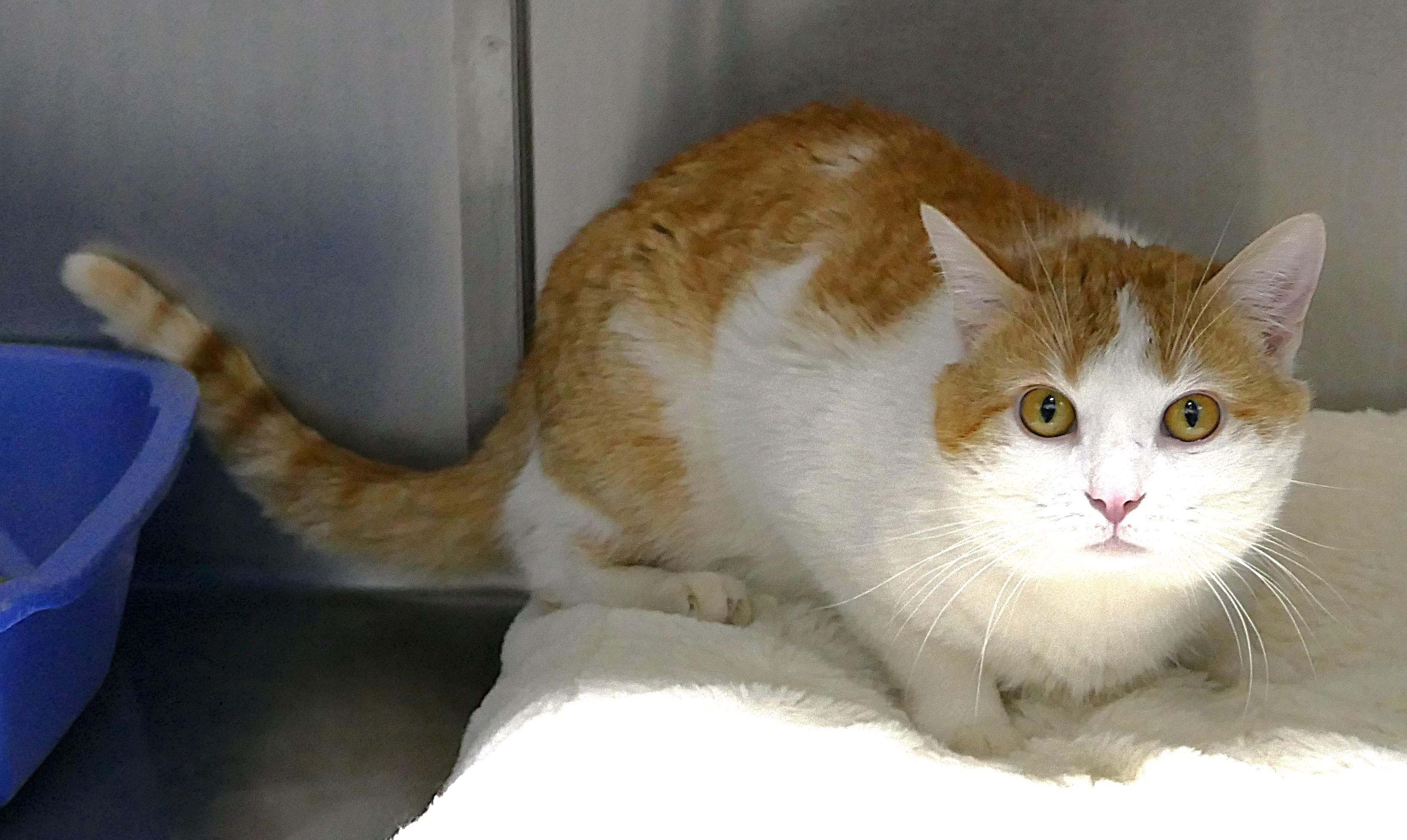 Enlarge HOWIE, a ADOPTABLE mixed breed in Beechbottom, WV image 2/5