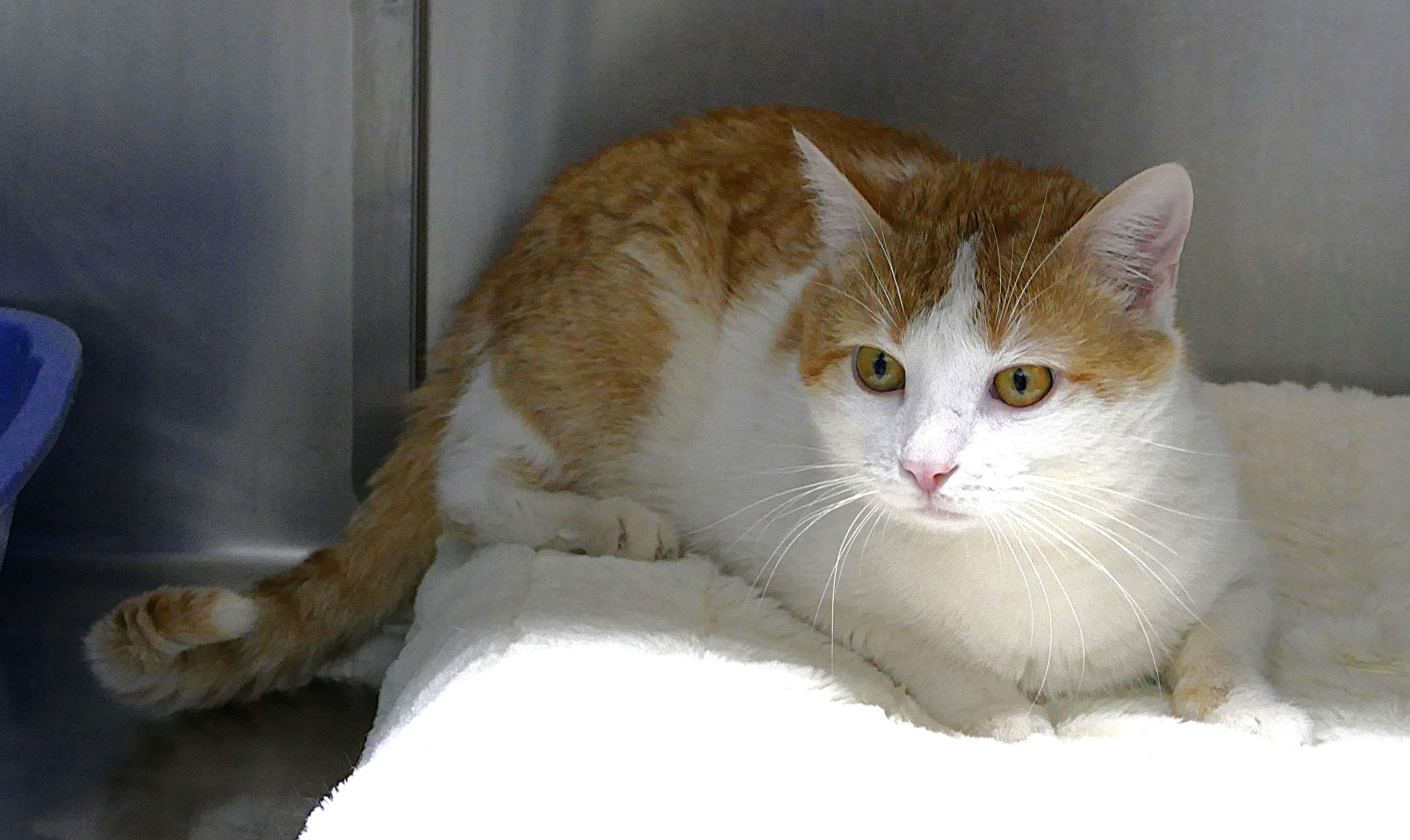 Enlarge HOWIE, a ADOPTABLE mixed breed in Beechbottom, WV image 5/5