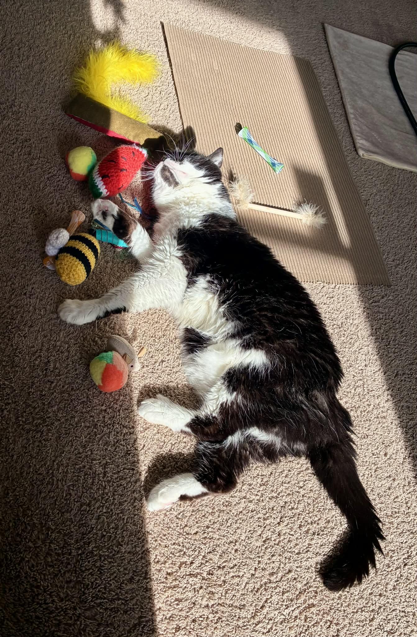 Layla, Adoptable, Senior Female Domestic Medium Hair.