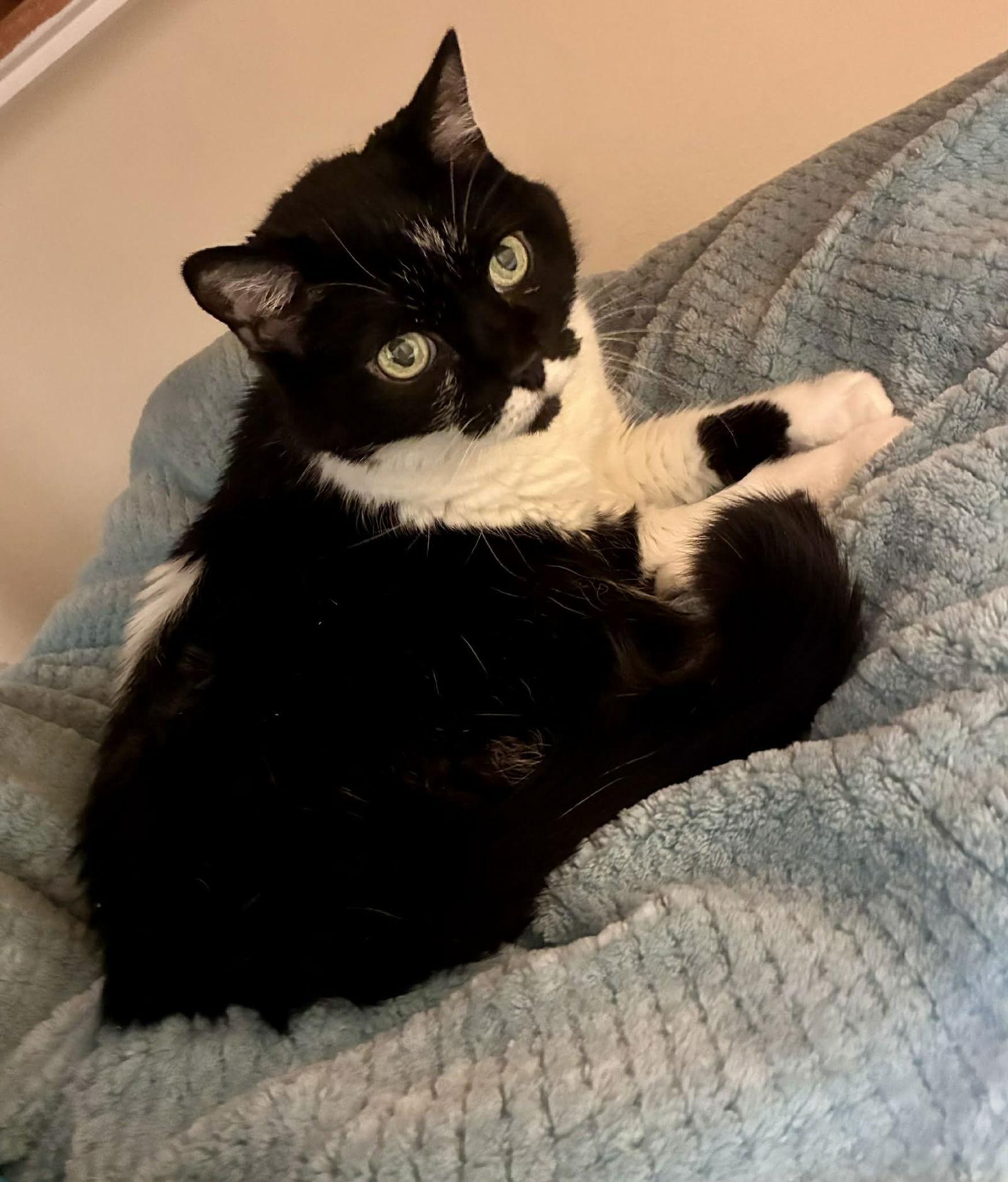 Enlarge Layla, a Adoptable Domestic Medium Hair in West Des Moines, IA image 2/3