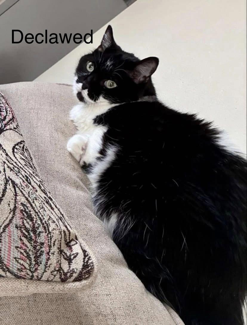 Enlarge Layla ($0.00 adoption fee), a Adoptable Domestic Medium Hair in West Des Moines, IA image 3/3
