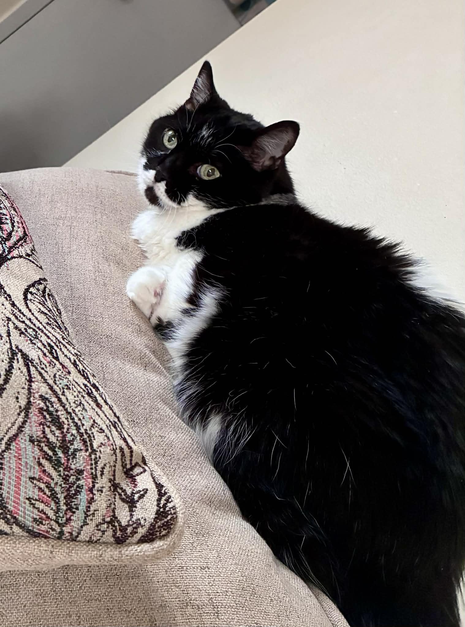 Enlarge Layla, a Adoptable Domestic Medium Hair in West Des Moines, IA image 3/3