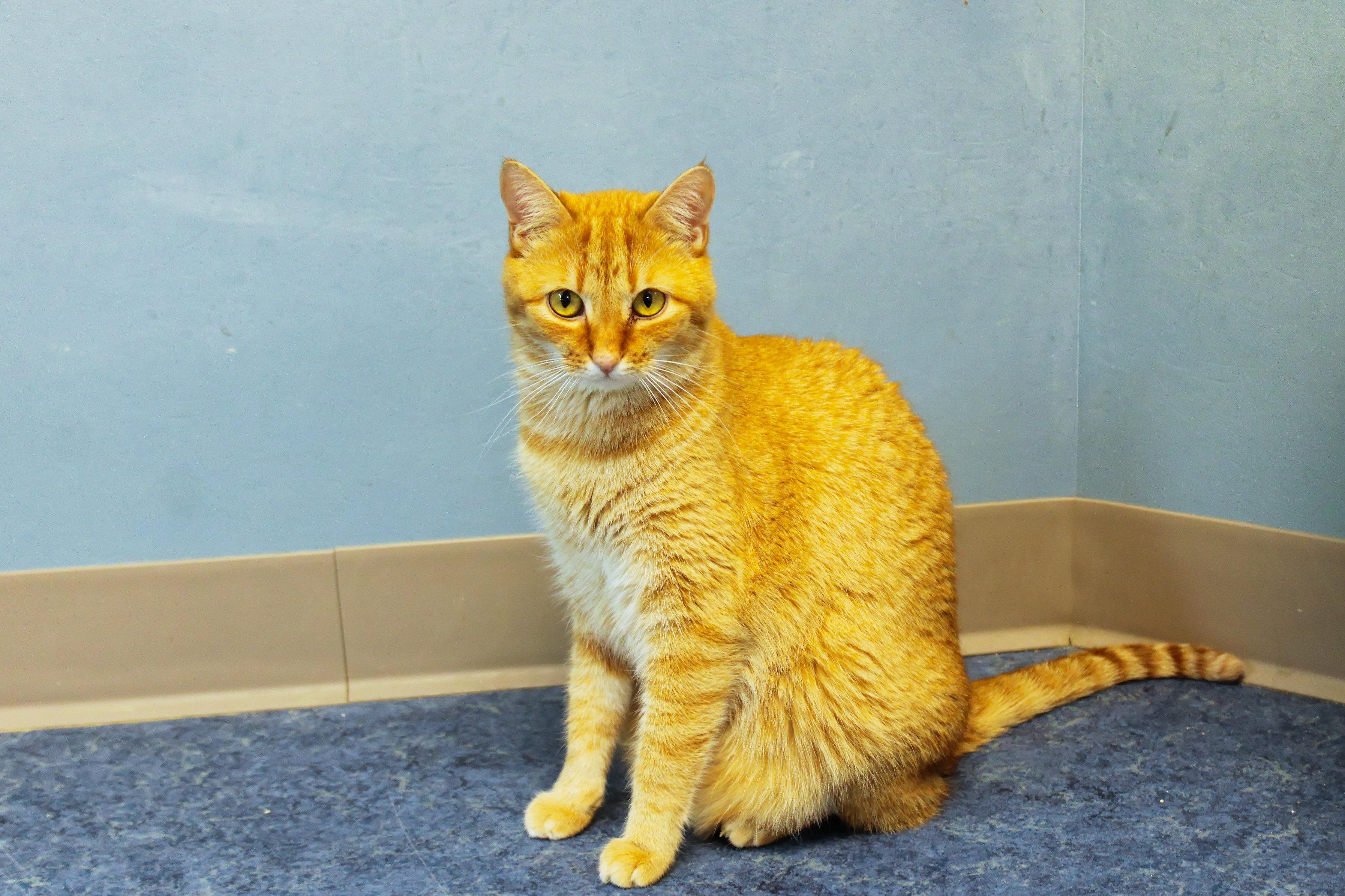 Enlarge Daytona, a Adoptable Domestic Short Hair in Urbana, OH image 1/6