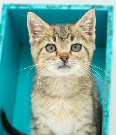 Carter is a teeny tiny superstar!  Precious purrmaster! Tabby Cat