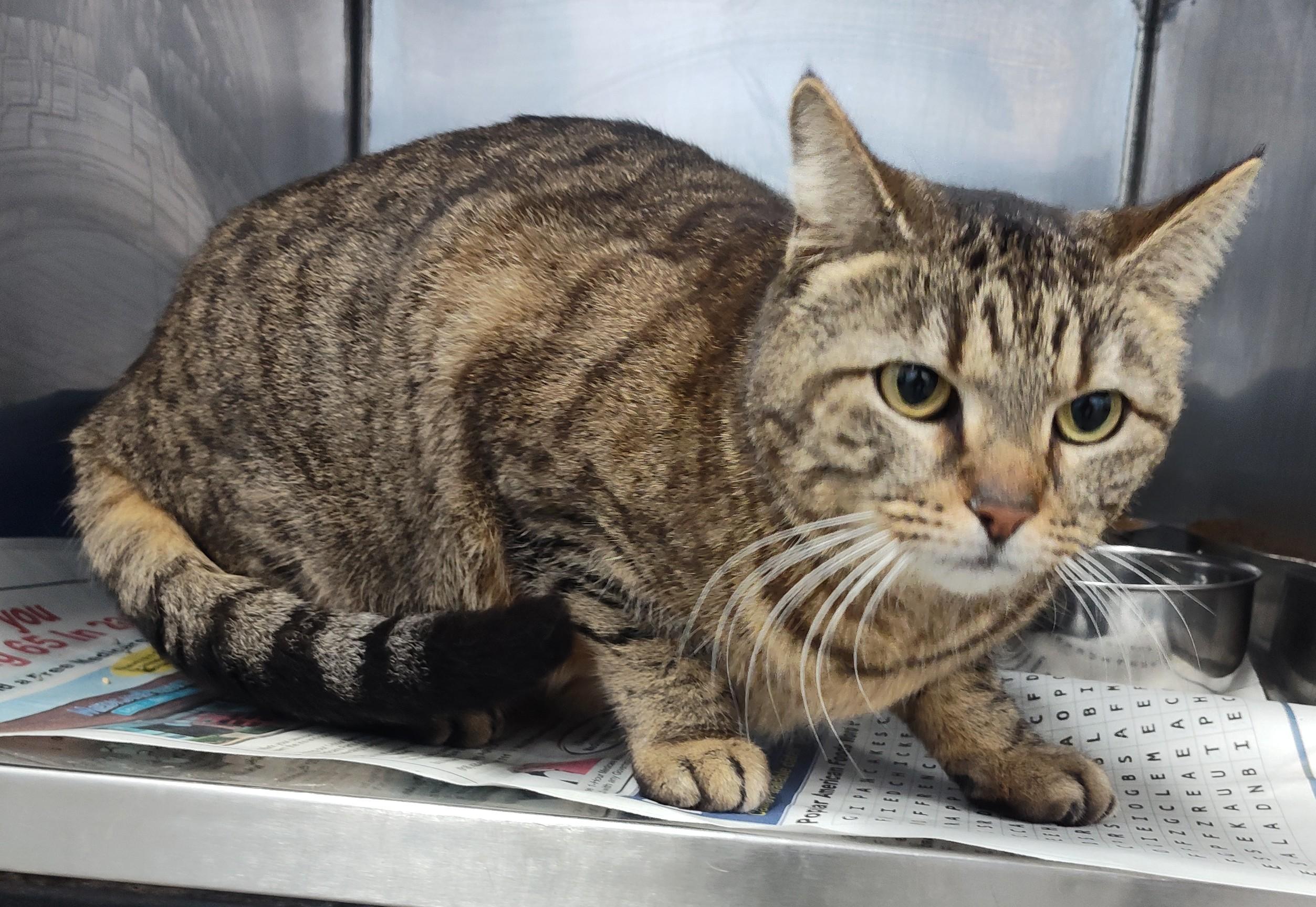 Enlarge GRACIE, an adopted Tabby in Claremore, OK image 1/1