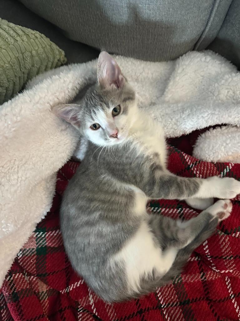 Wallet, Adoptable, Kitten Female Domestic Short Hair.