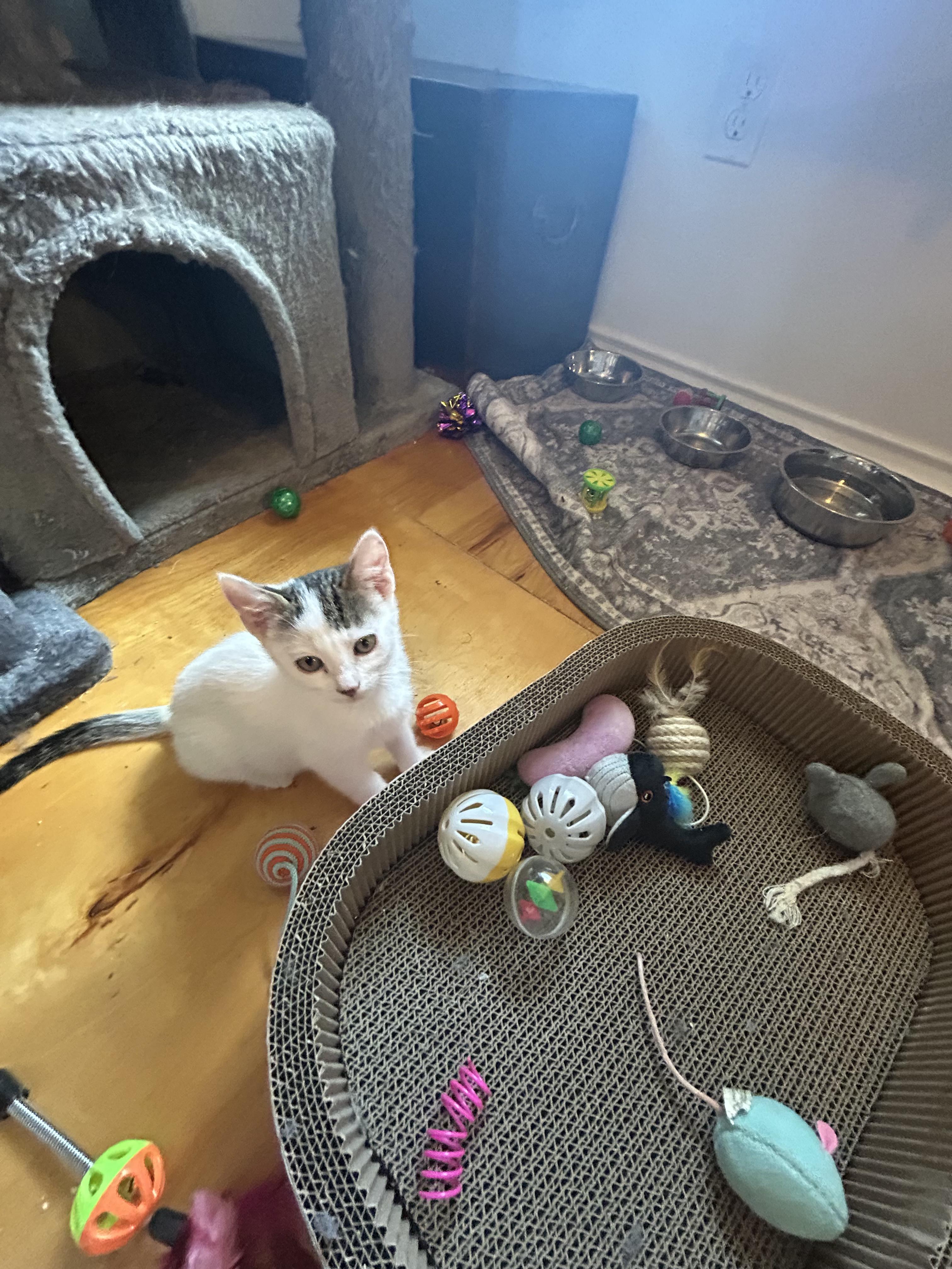 Ivy, Adoptable, Kitten Female American Shorthair.