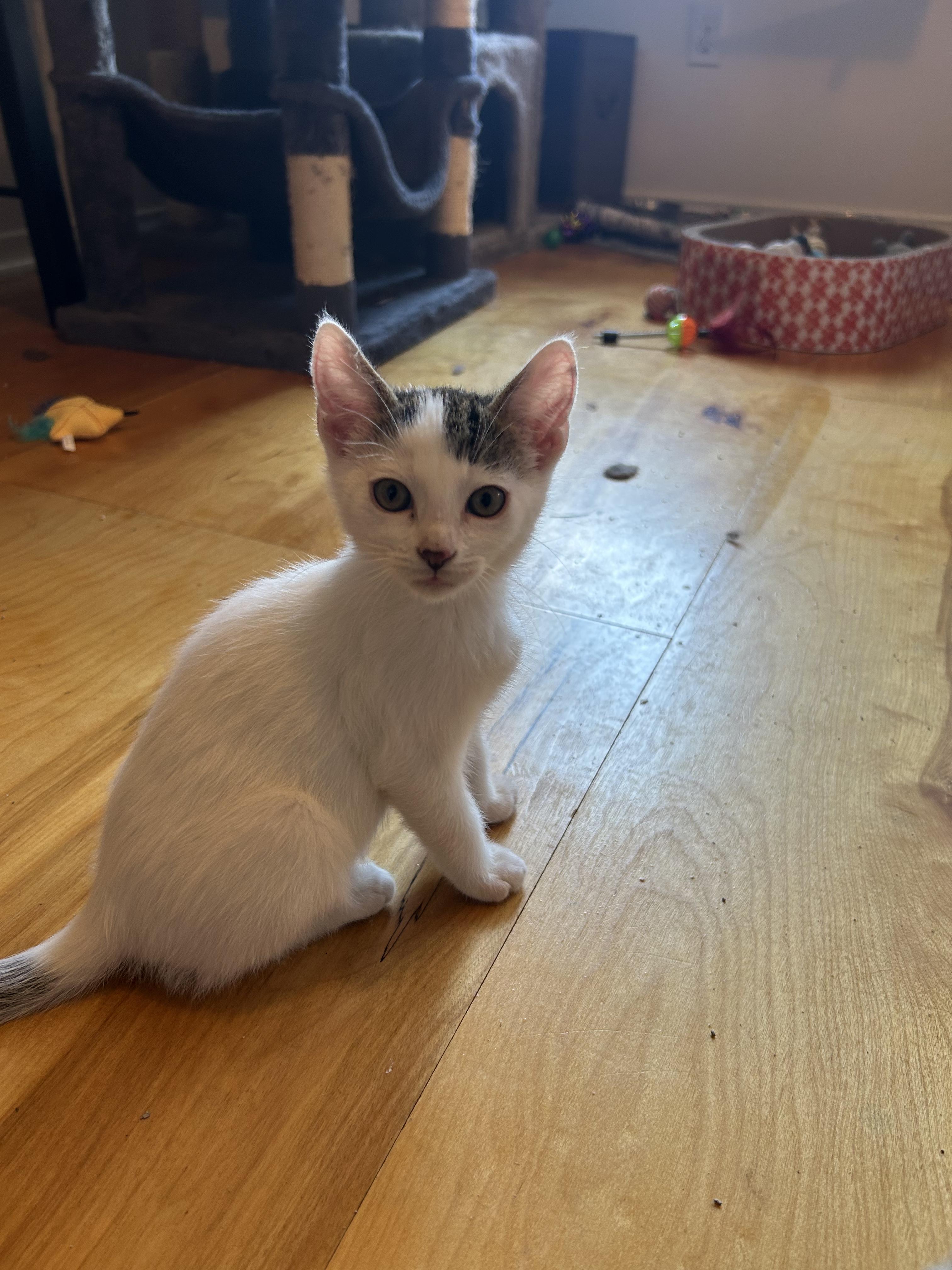 Enlarge Ivy, a Adoptable American Shorthair in Round Rock, TX image 2/3